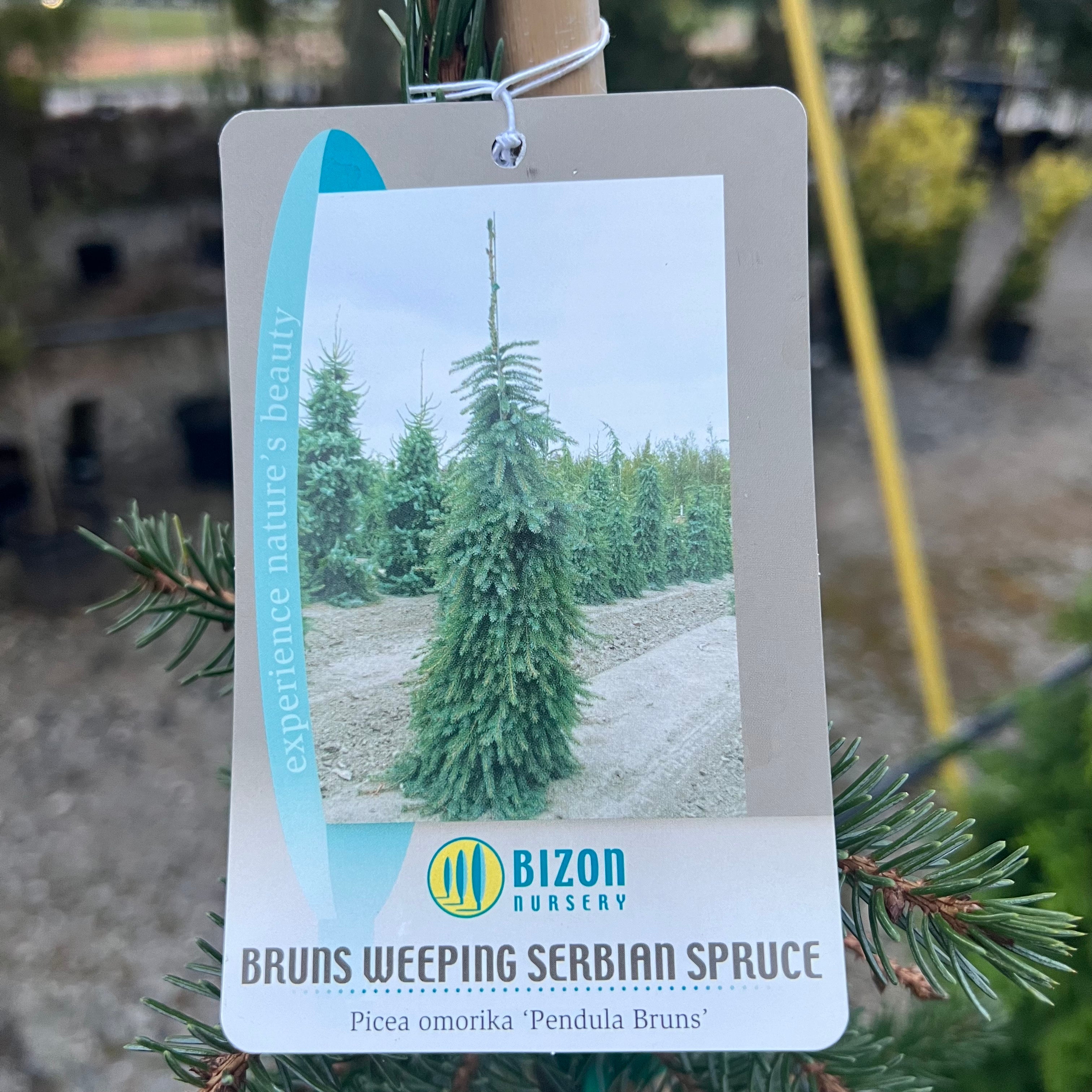 Weeping Serbian Spruce