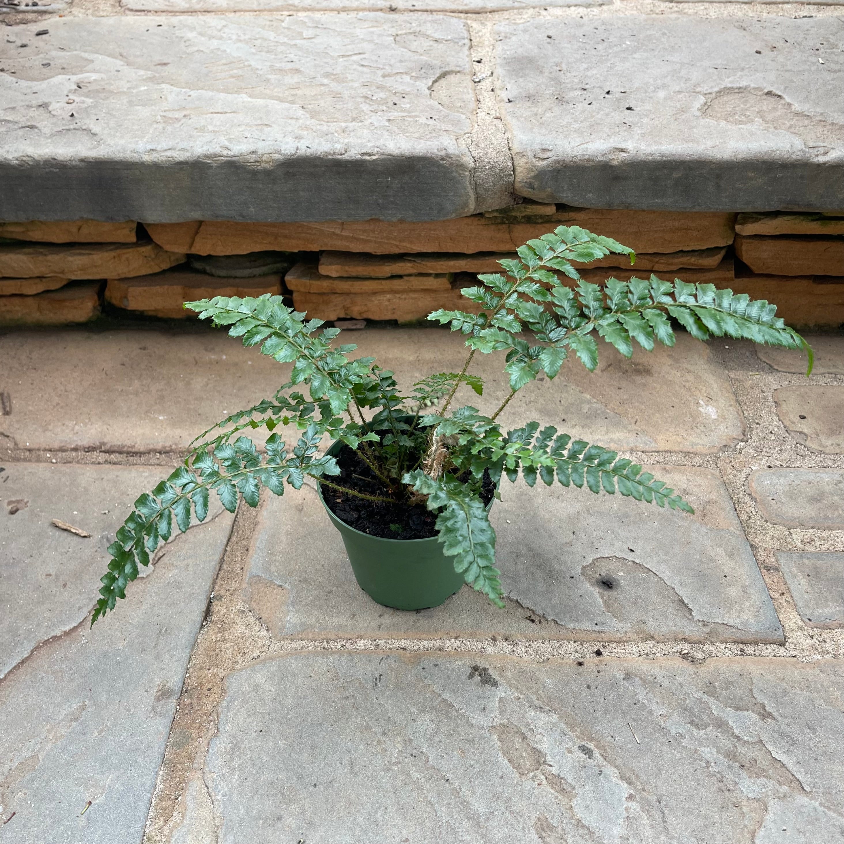 Polystichum Fern