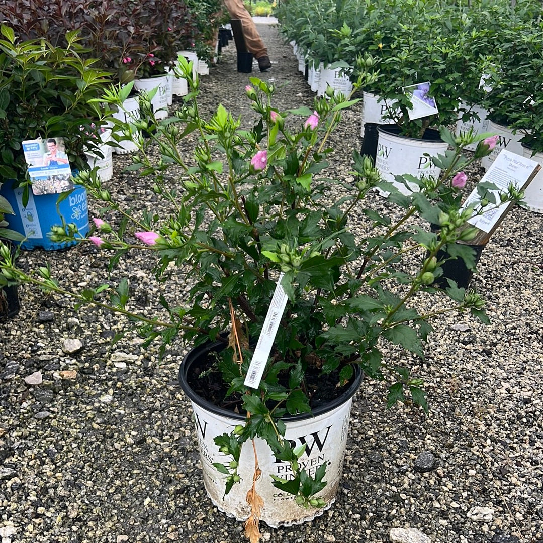 Orchid Satin Rose of Sharon 3 Gal