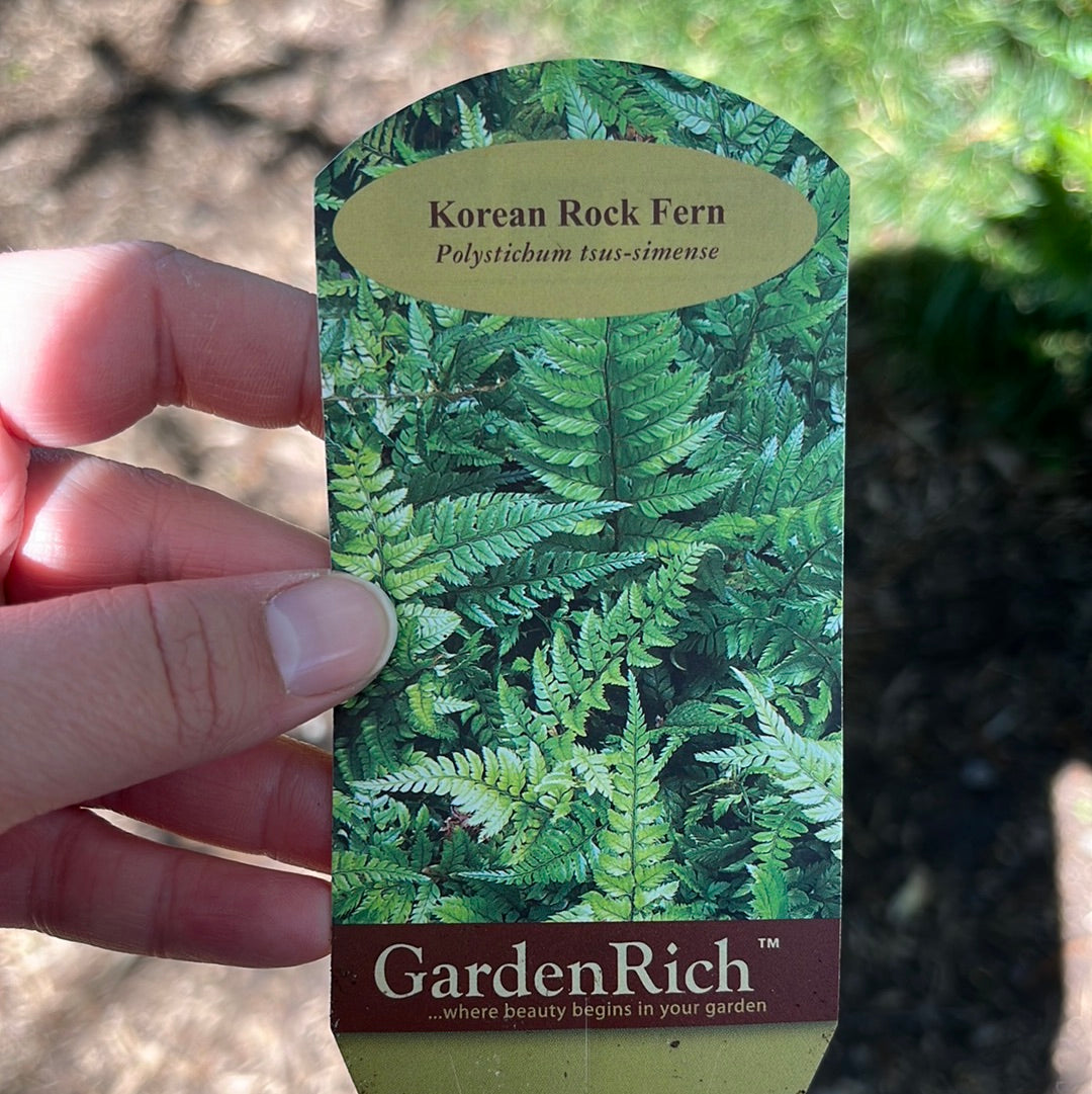 Korean Rock Fern
