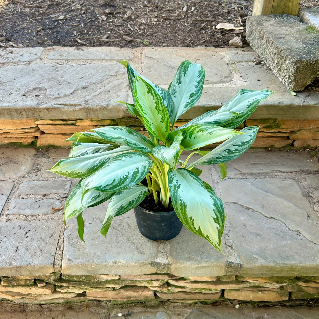 Silver Bay Aglaonema
