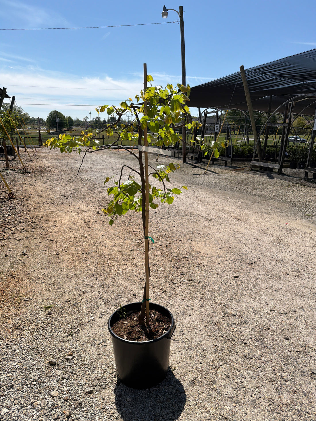 Traveller Weeping Redbud