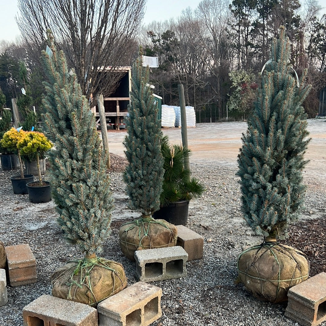 Upright Blue Spruce 4-5&