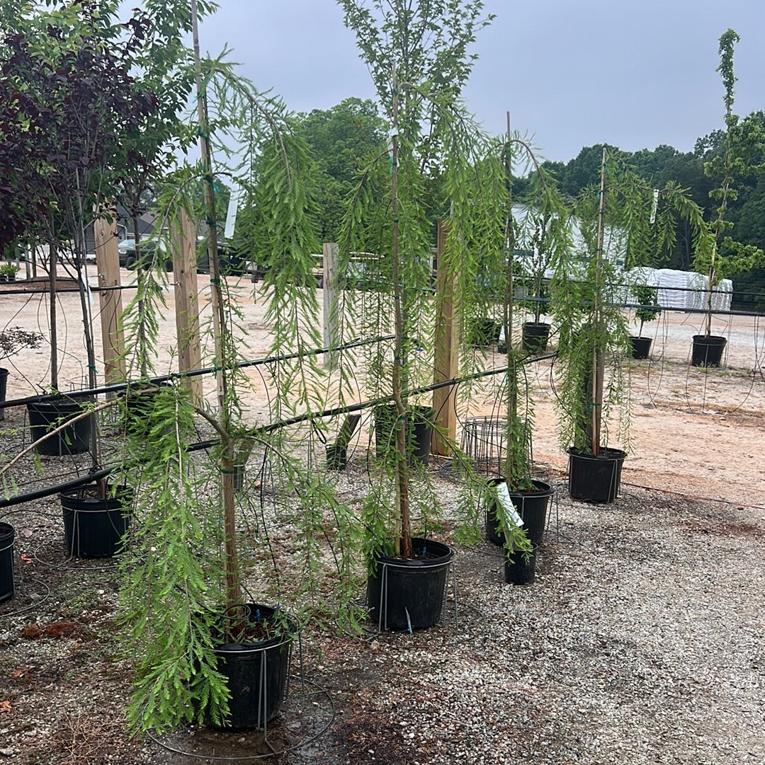 Cascade Falls Bald Cypress 7 Gal