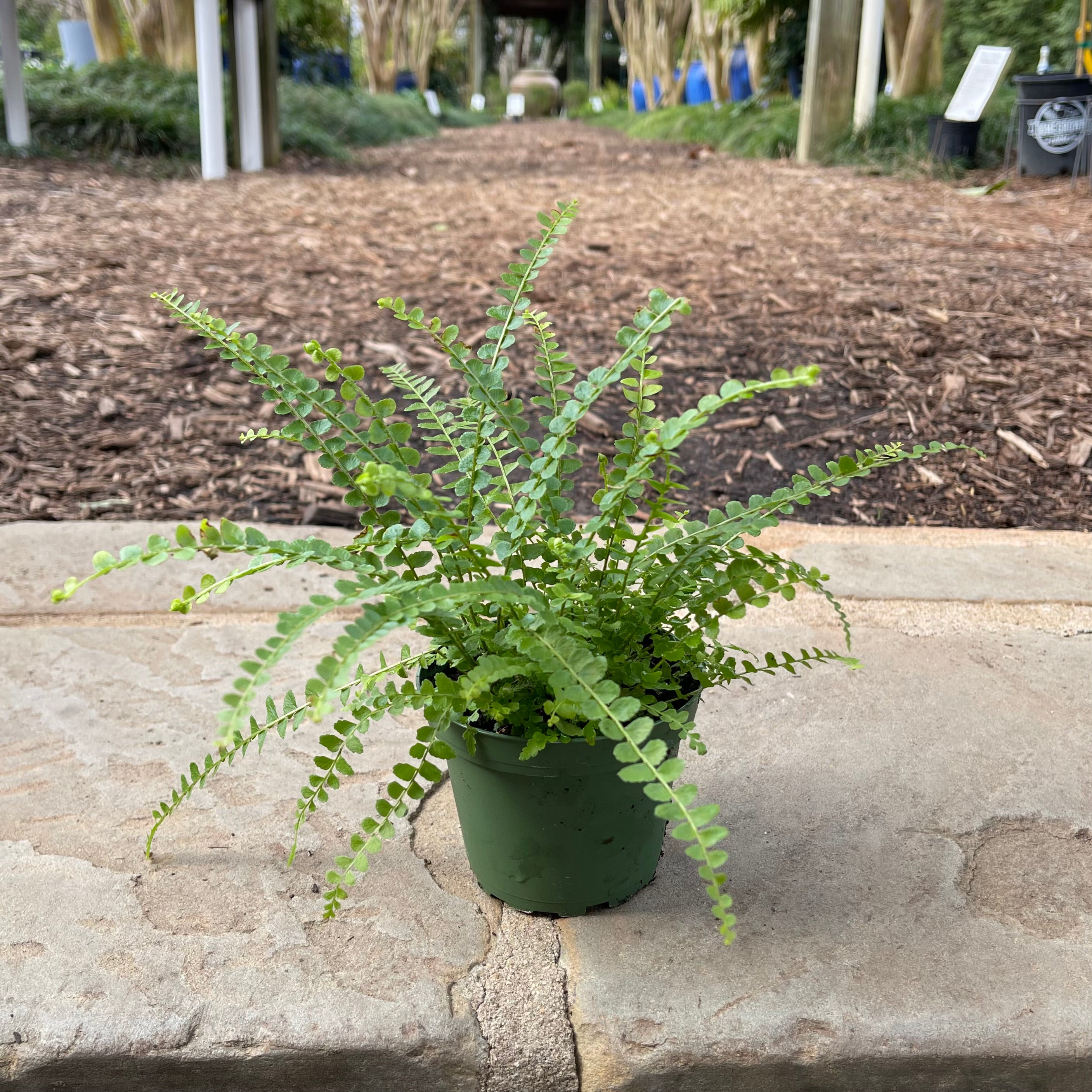 Lemon Button Fern