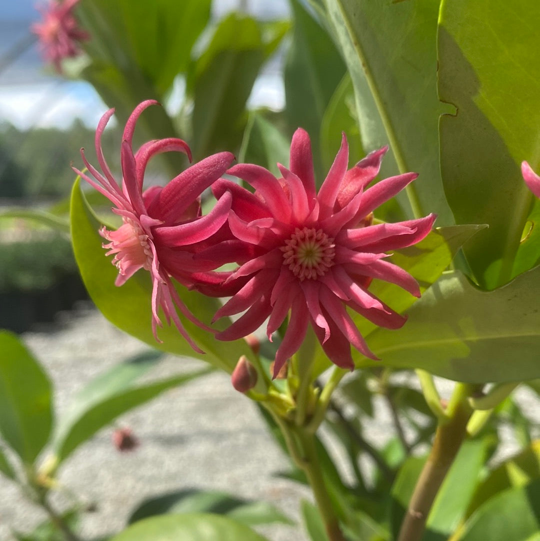 Scorpio Anise 3 Gal