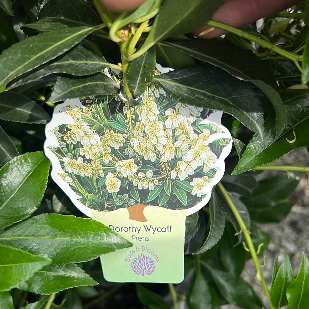 Dorothy Wycoff Pieris 3 Gal