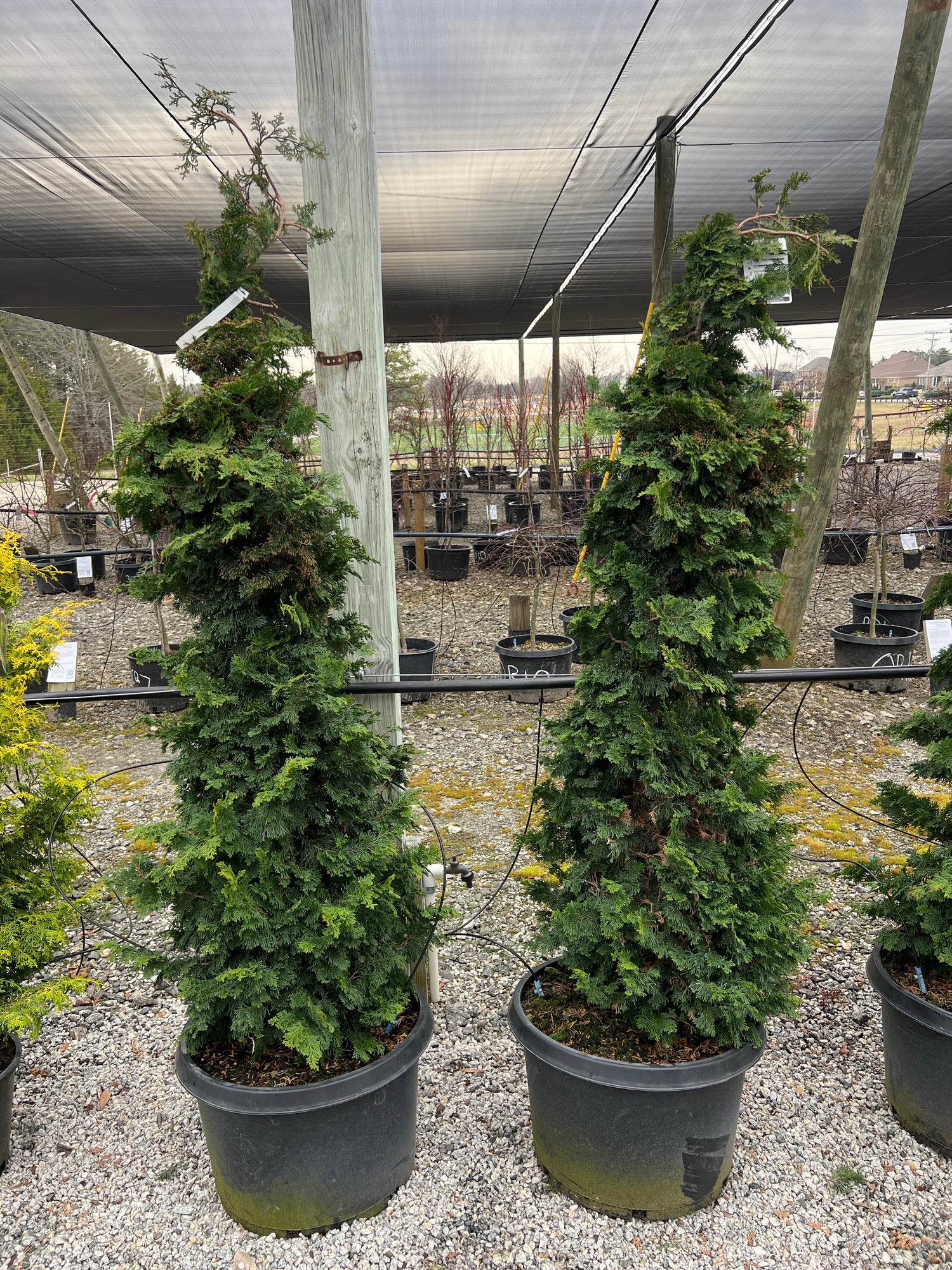 Gracilis Hinoki Cypress