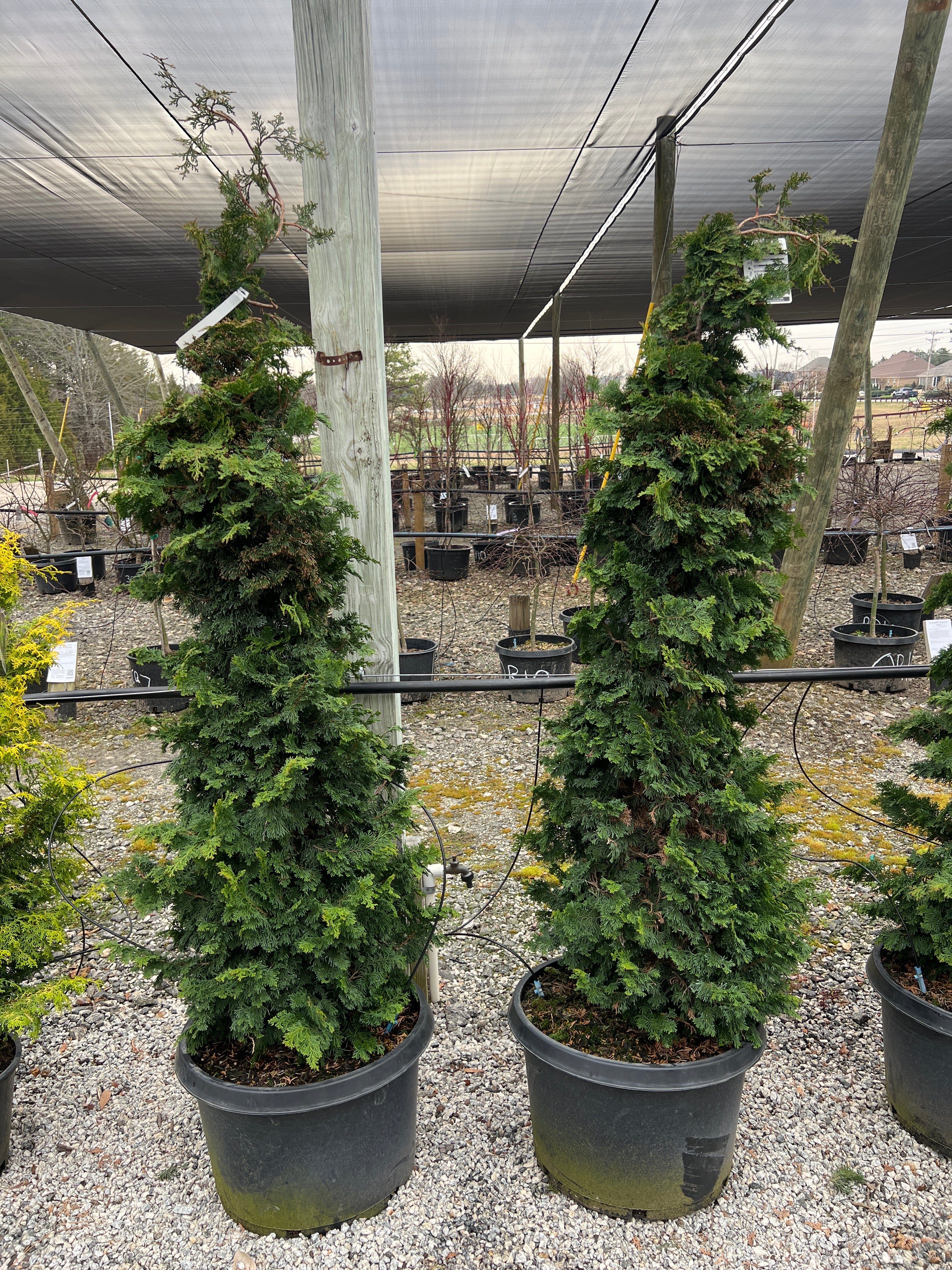 Gracilis Hinoki Cypress