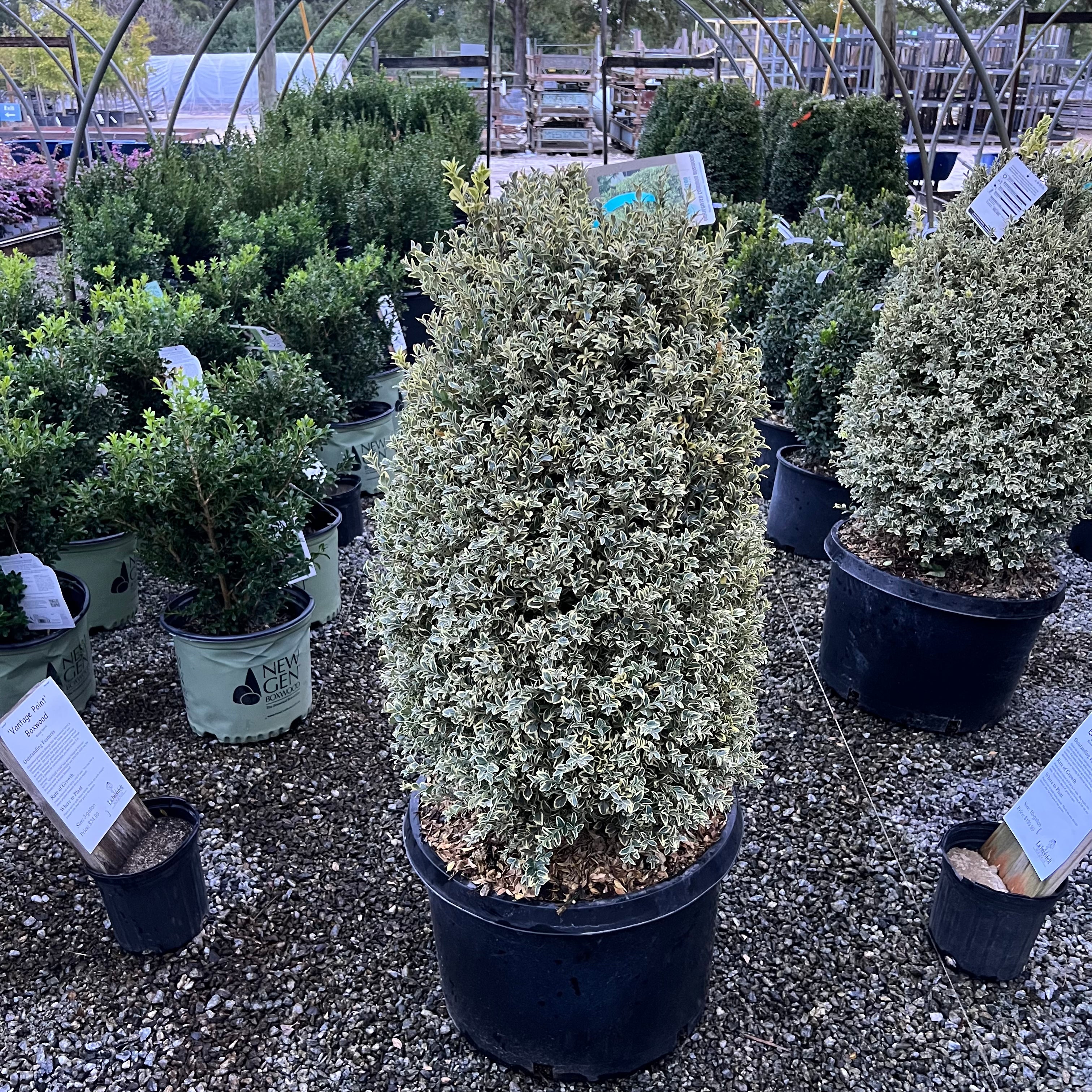 Variegated Boxwood