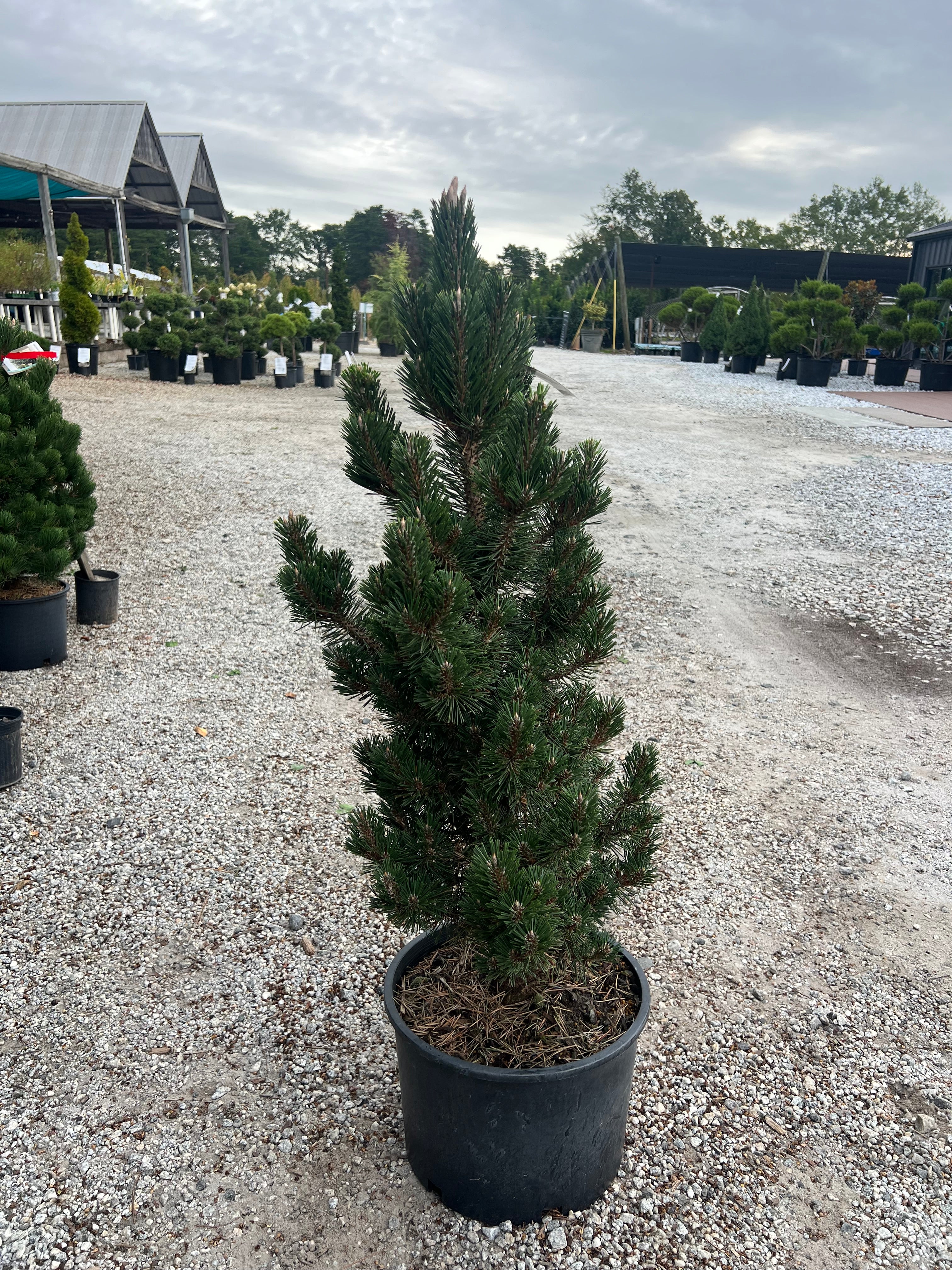 Kotobuki Black Pine