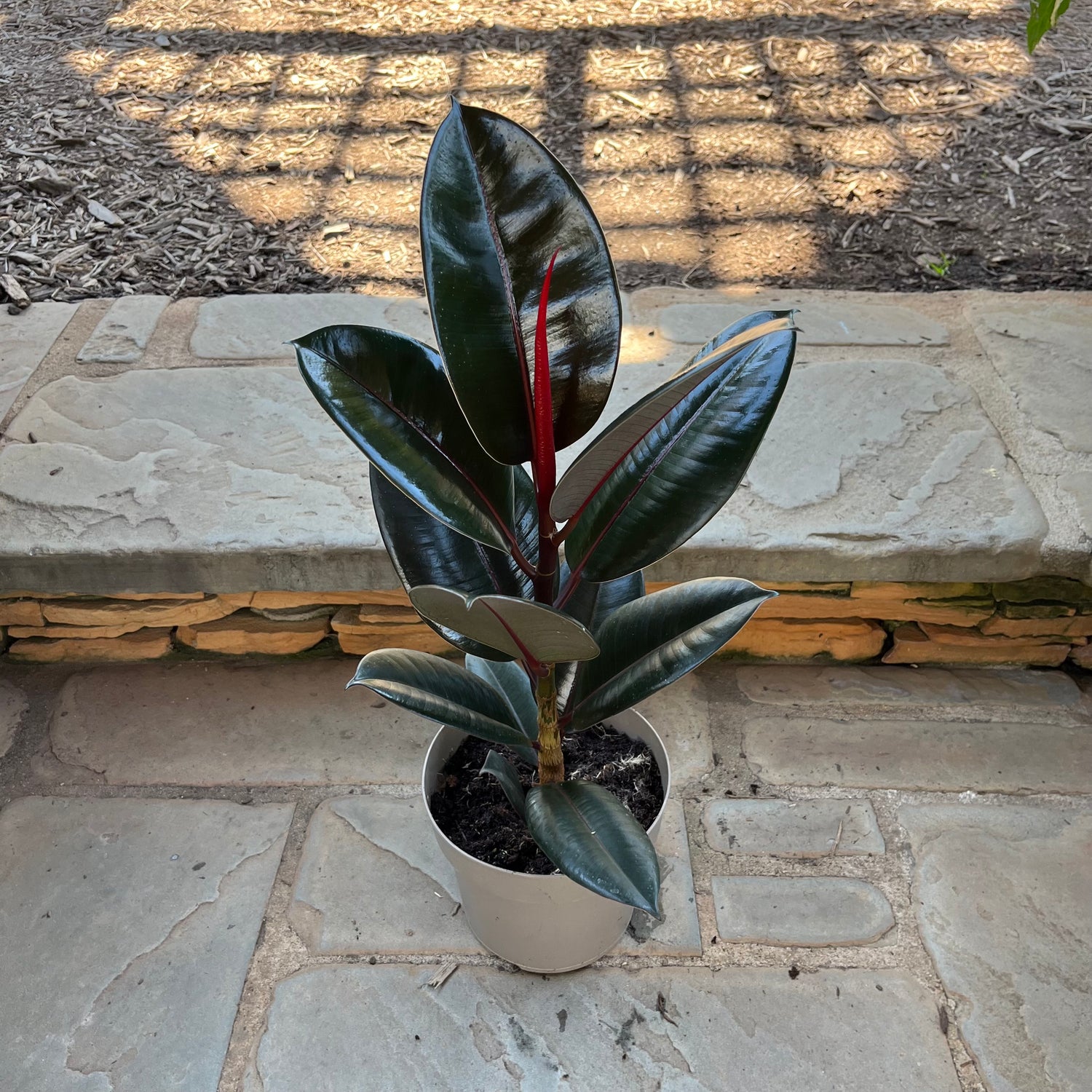 Abidjan Ficus