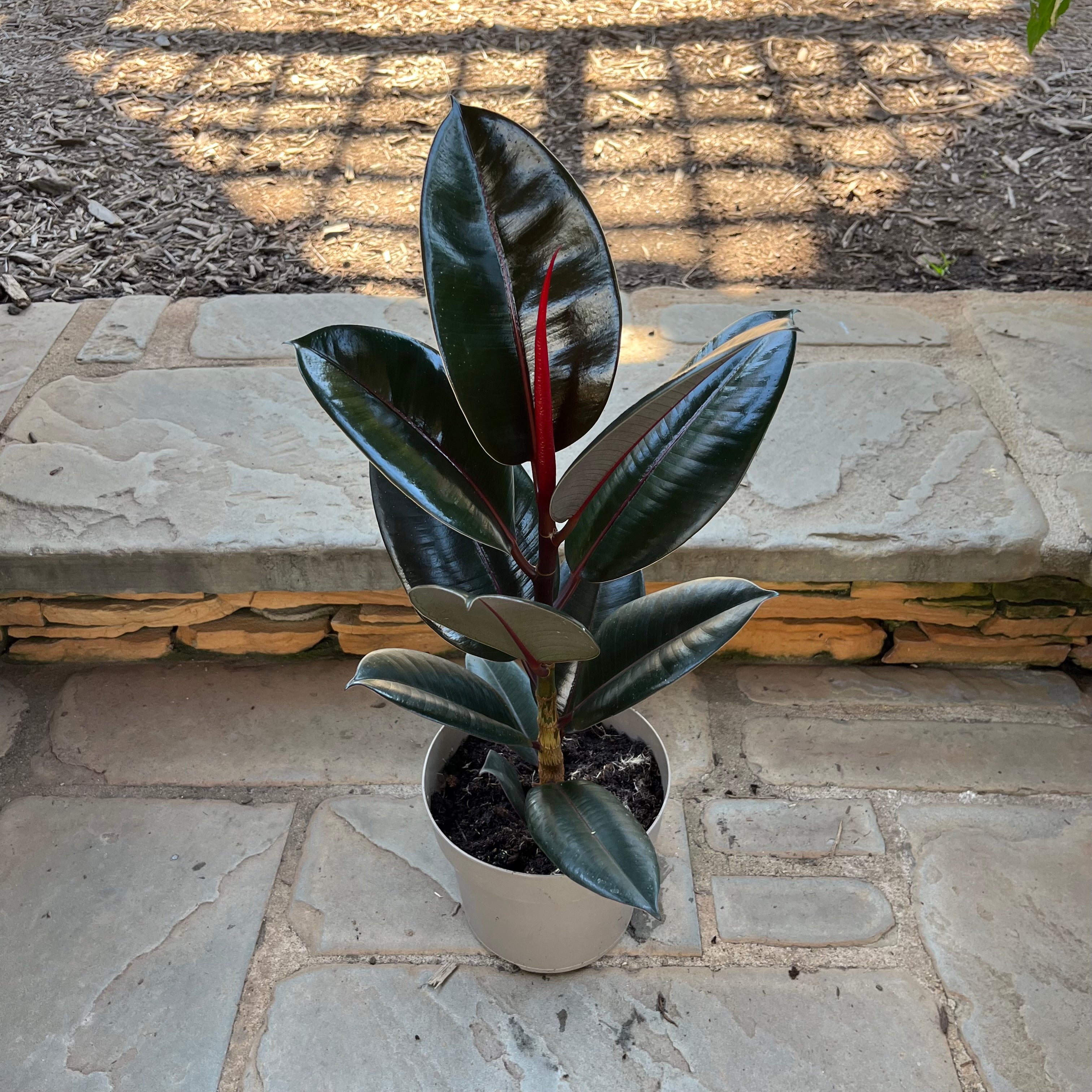Abidjan Ficus