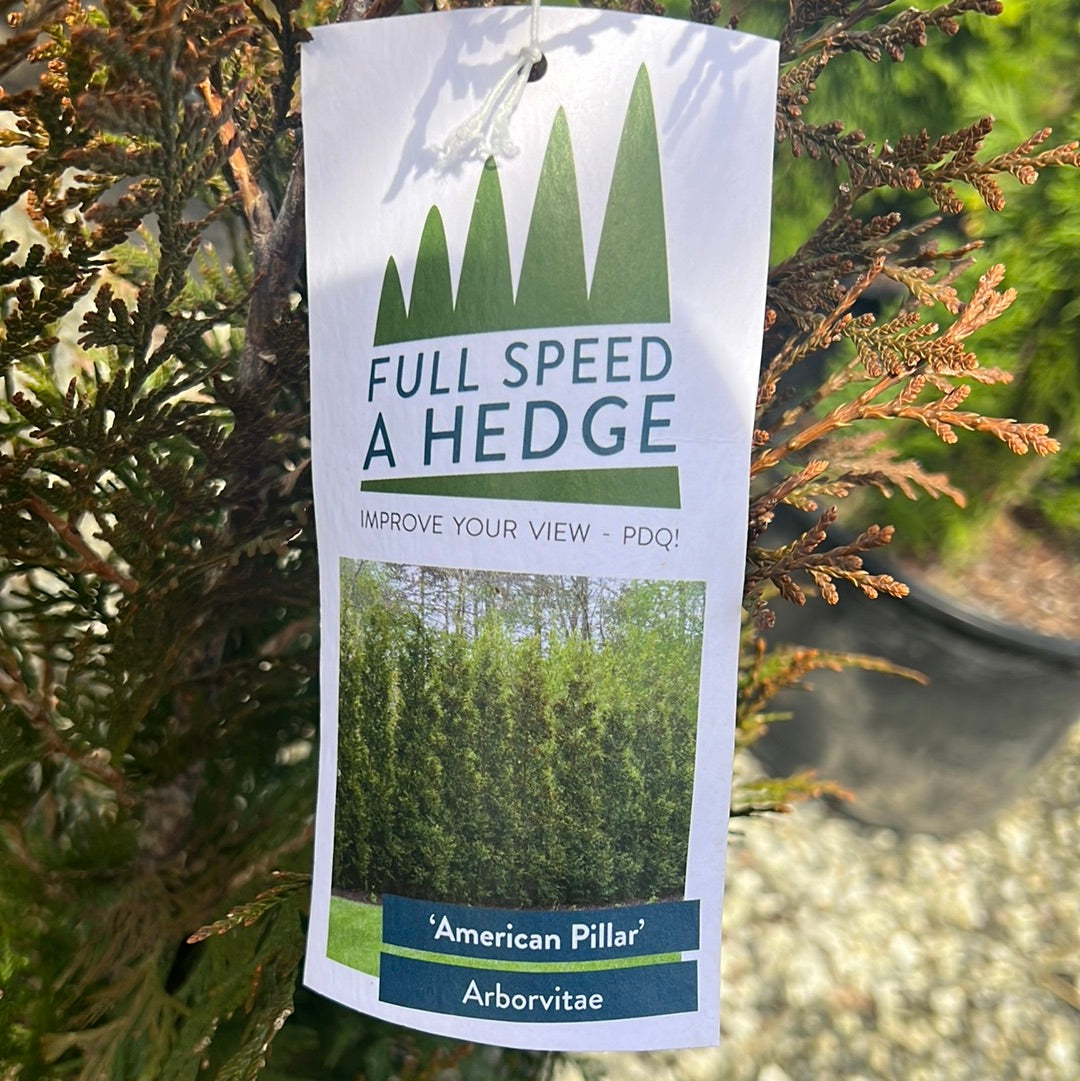 American Pillar Arborvitae