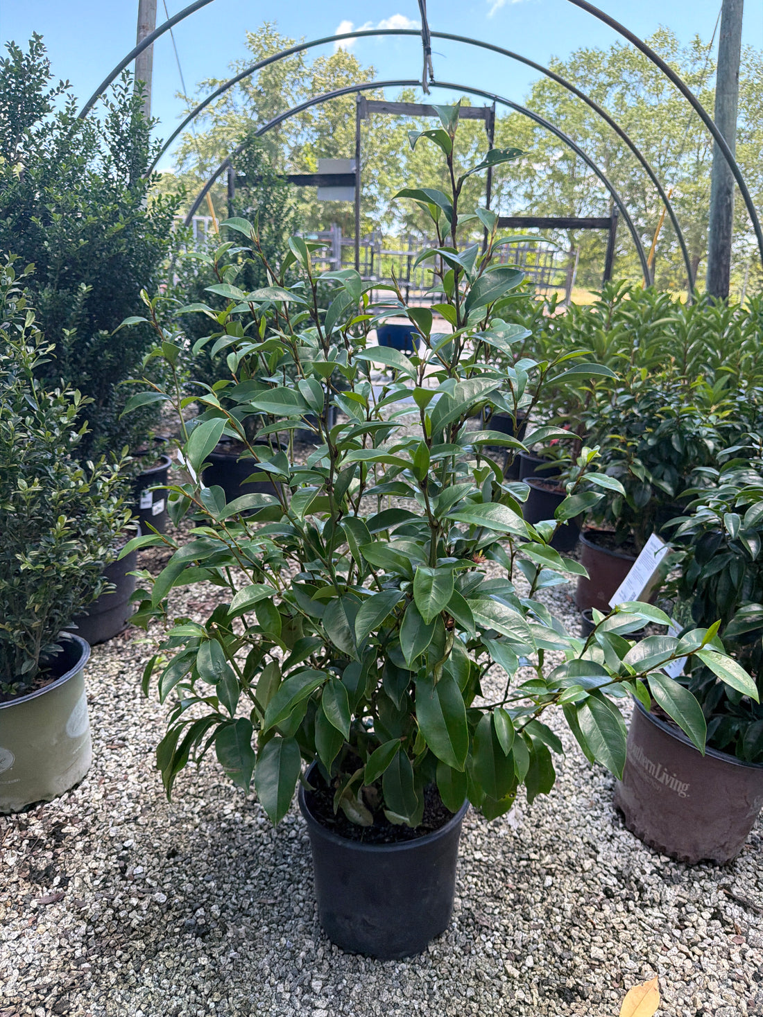 Skinners Hardy Banana Shrub