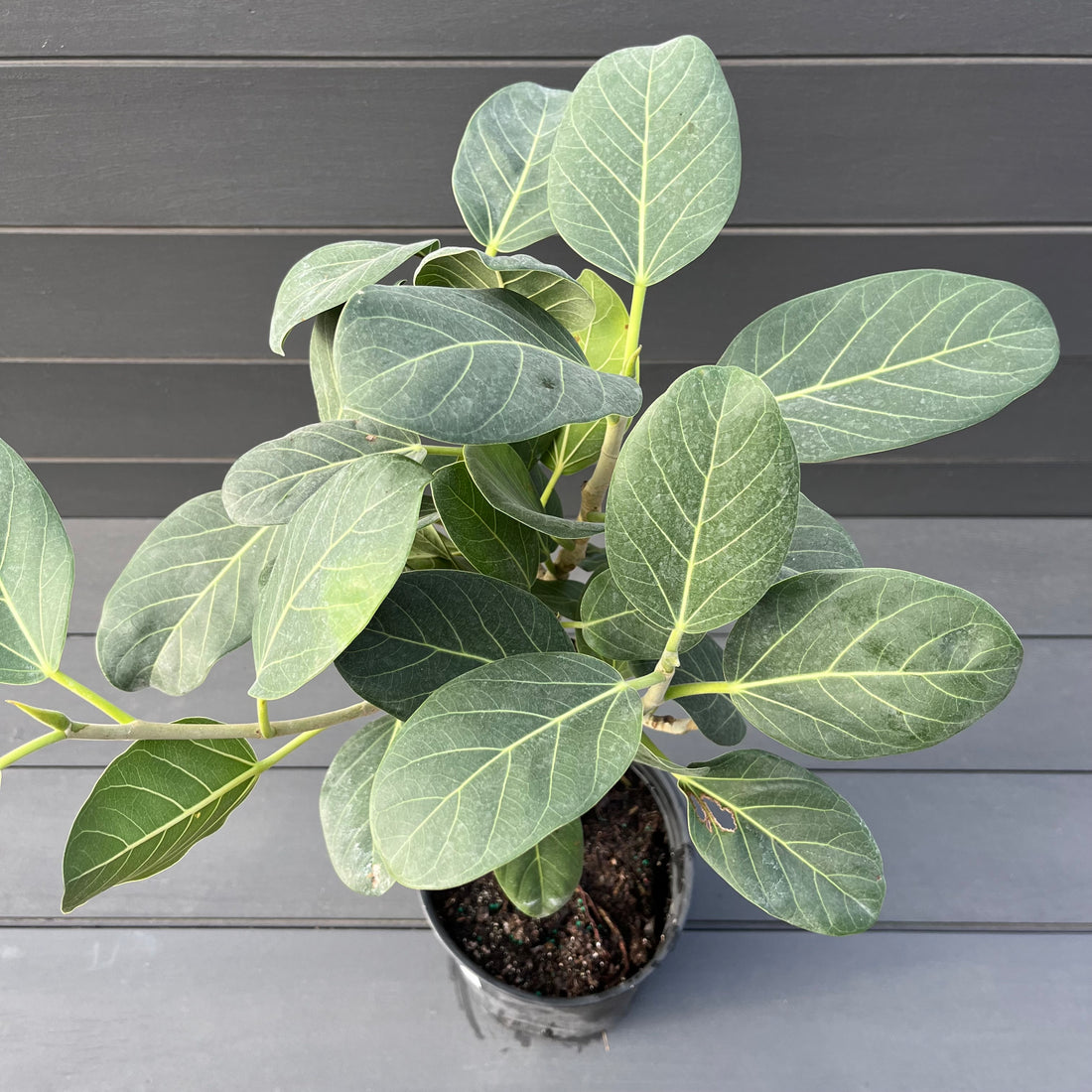 Ficus Audrey