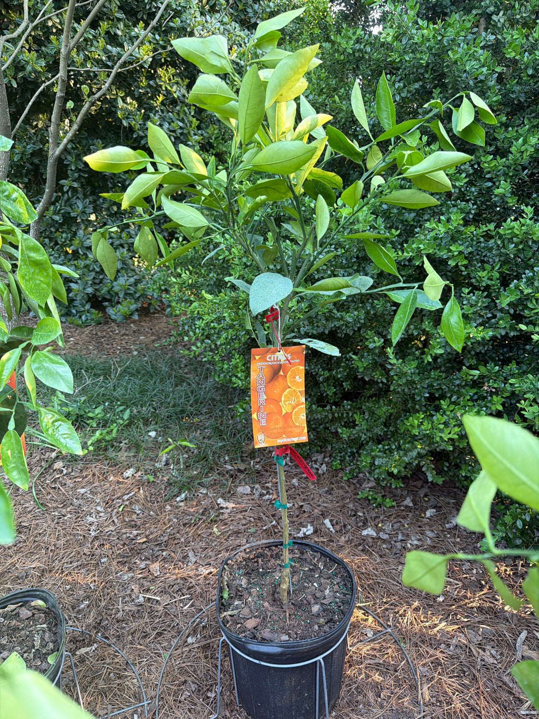 Satsuma Tangerine