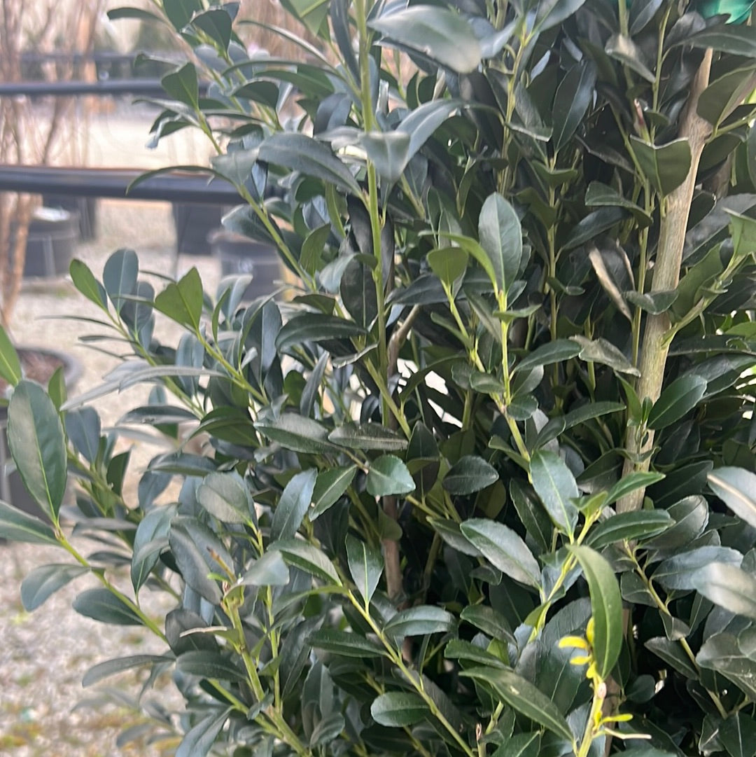 Emerald Colonnade Holly 15 Gal