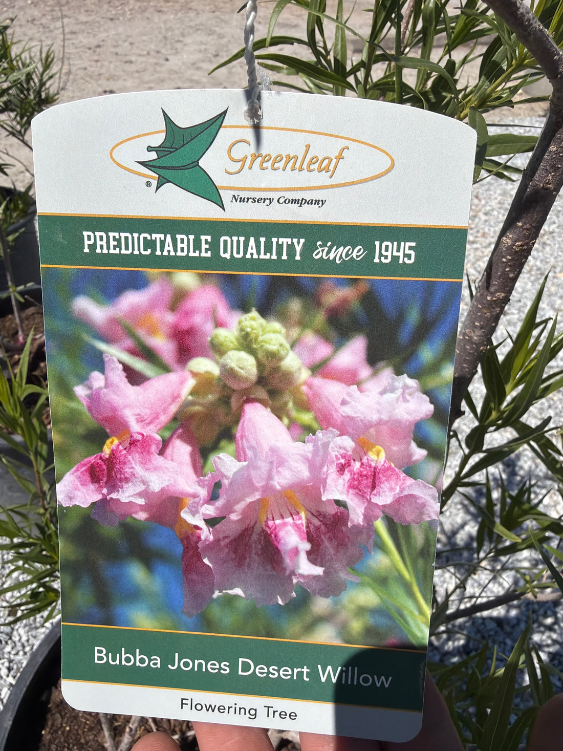 Bubba Jones Desert Willow