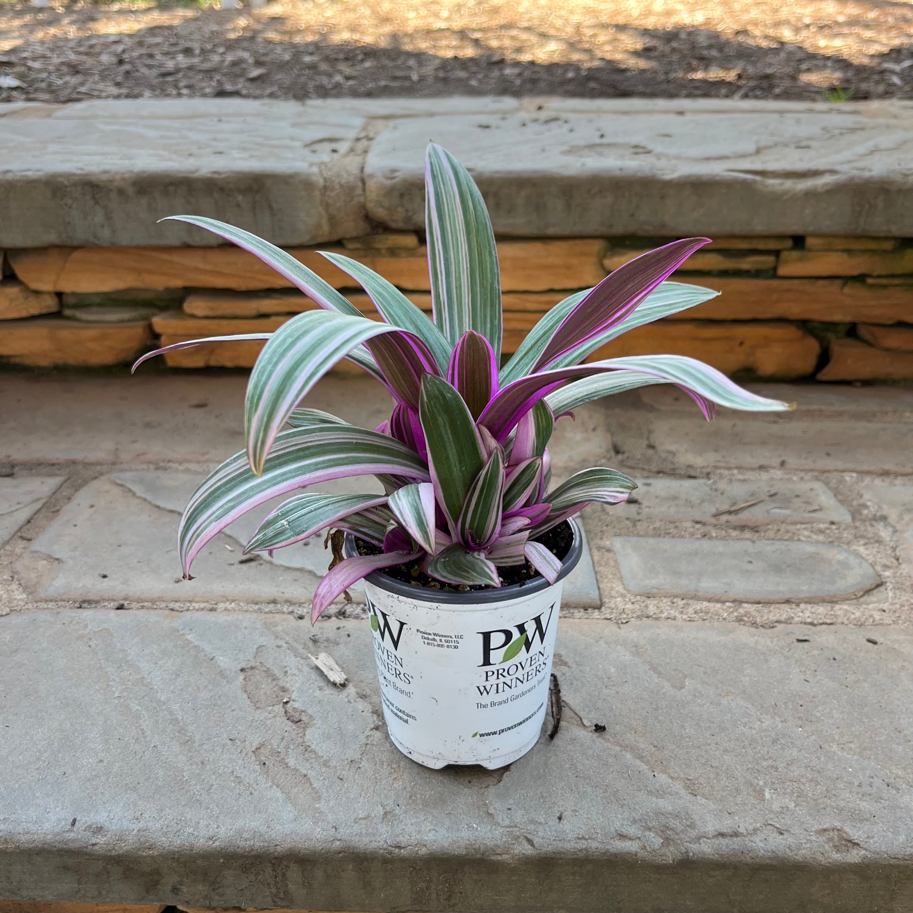 rhoeo indoor plant Pink Lightning Rhoeo – Lichtenfelt's