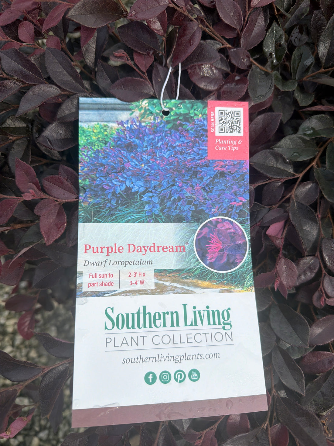 Purple Daydream Loropetalum