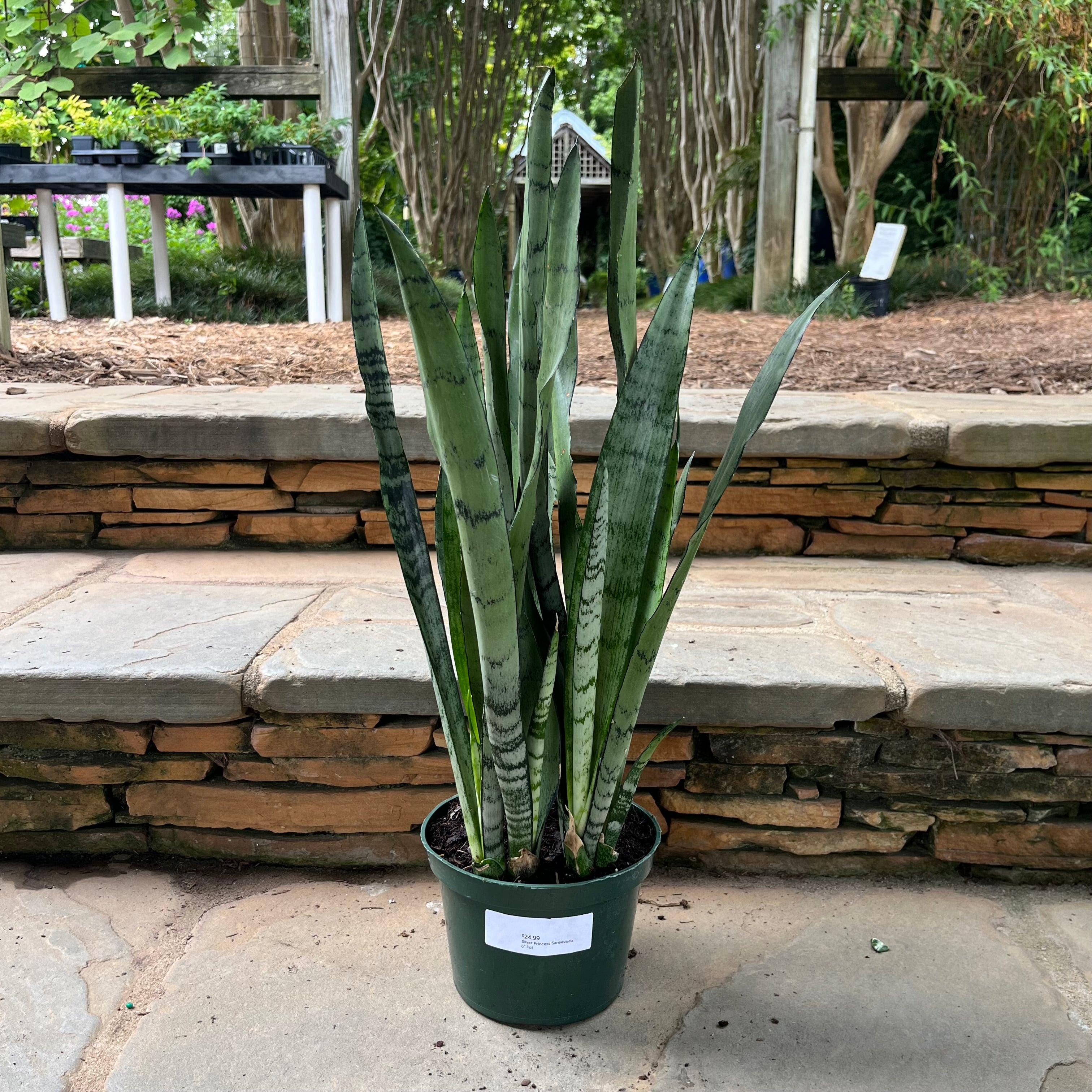 sansevieria trifasciata silver princess Silver Princess Sansevieria – Lichtenfelt's