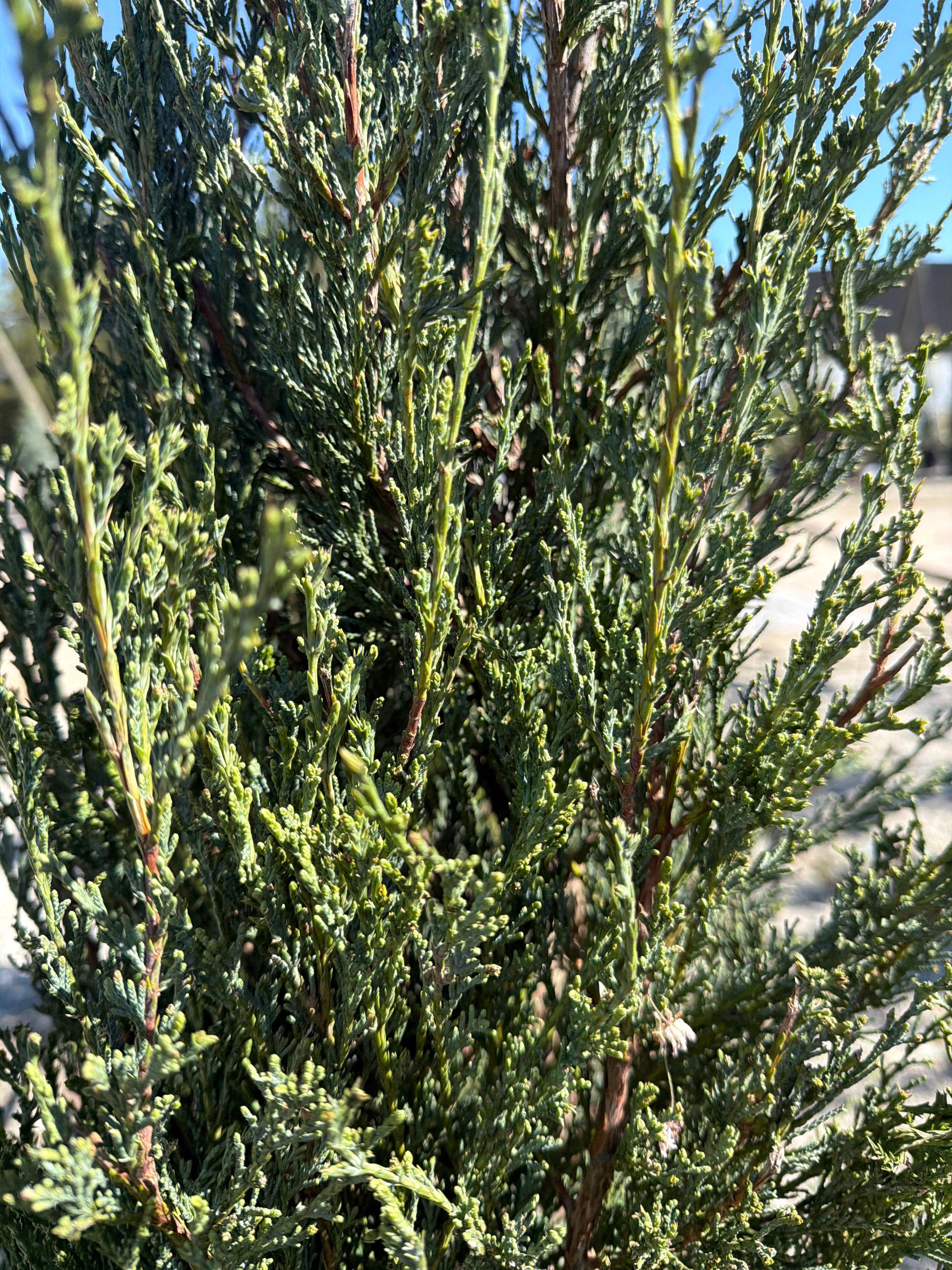 Blue Arrow Juniper