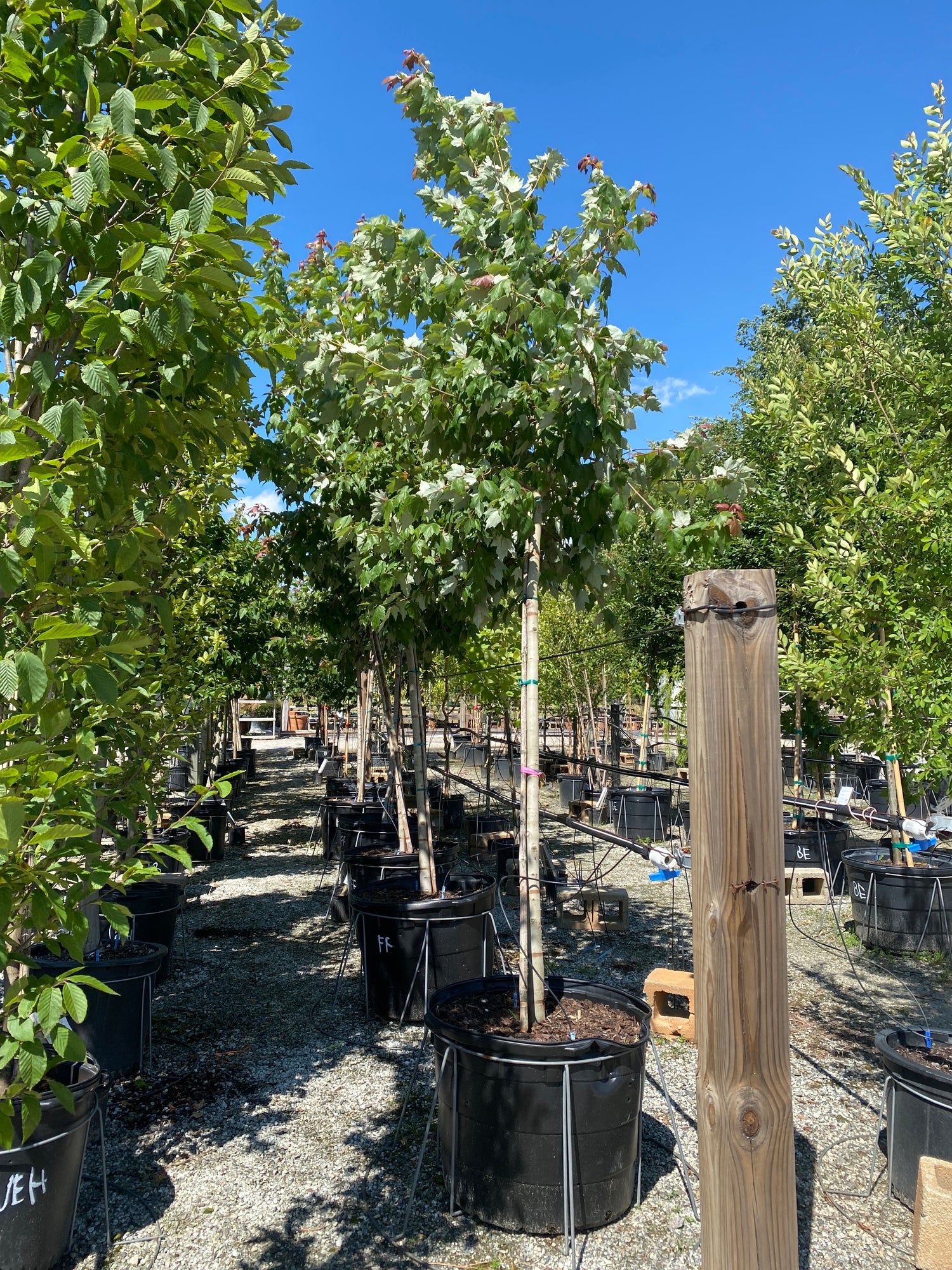 Florida Flame Maple
