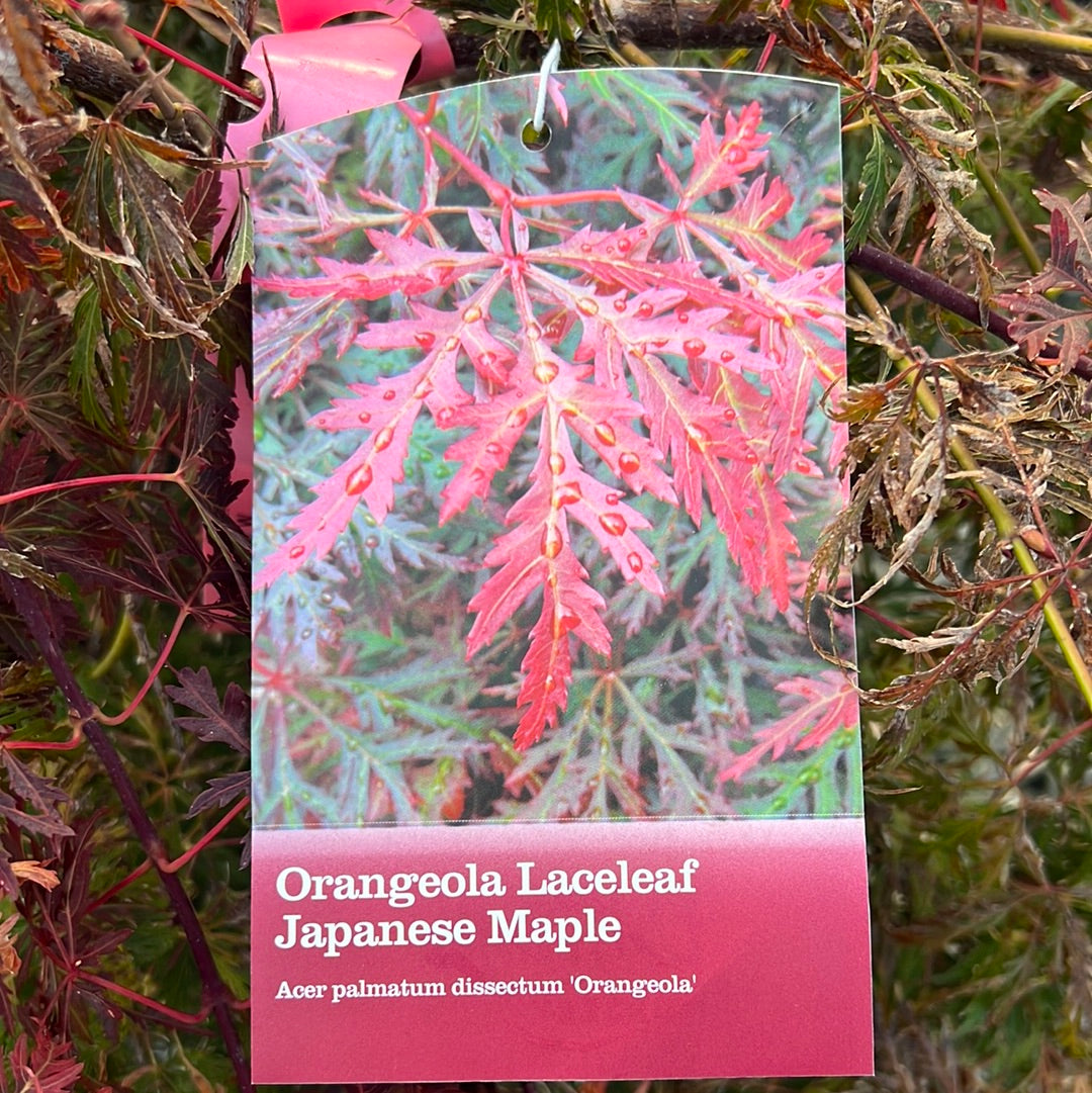 Orangeola Japanese Maple