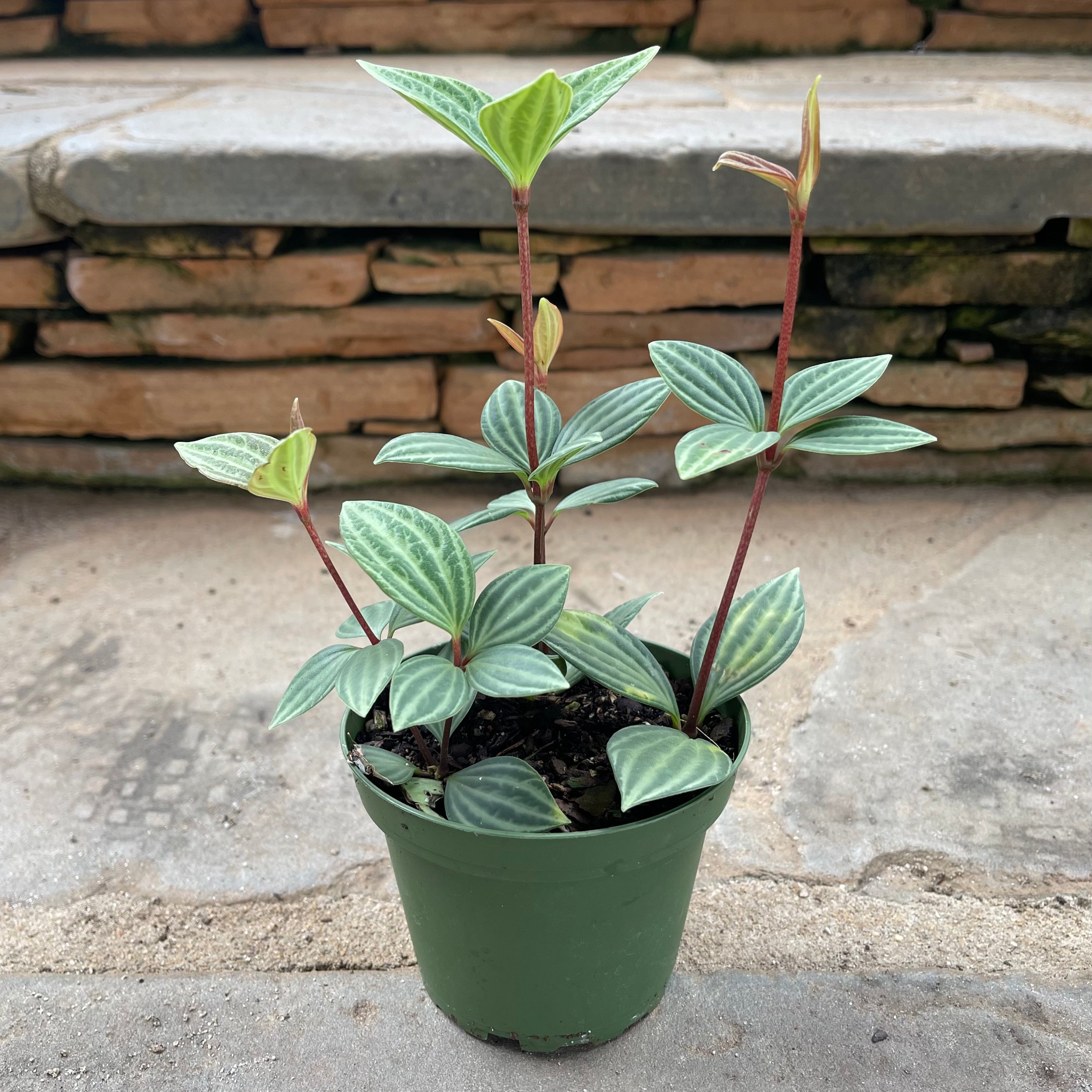 Stilt Peperomia