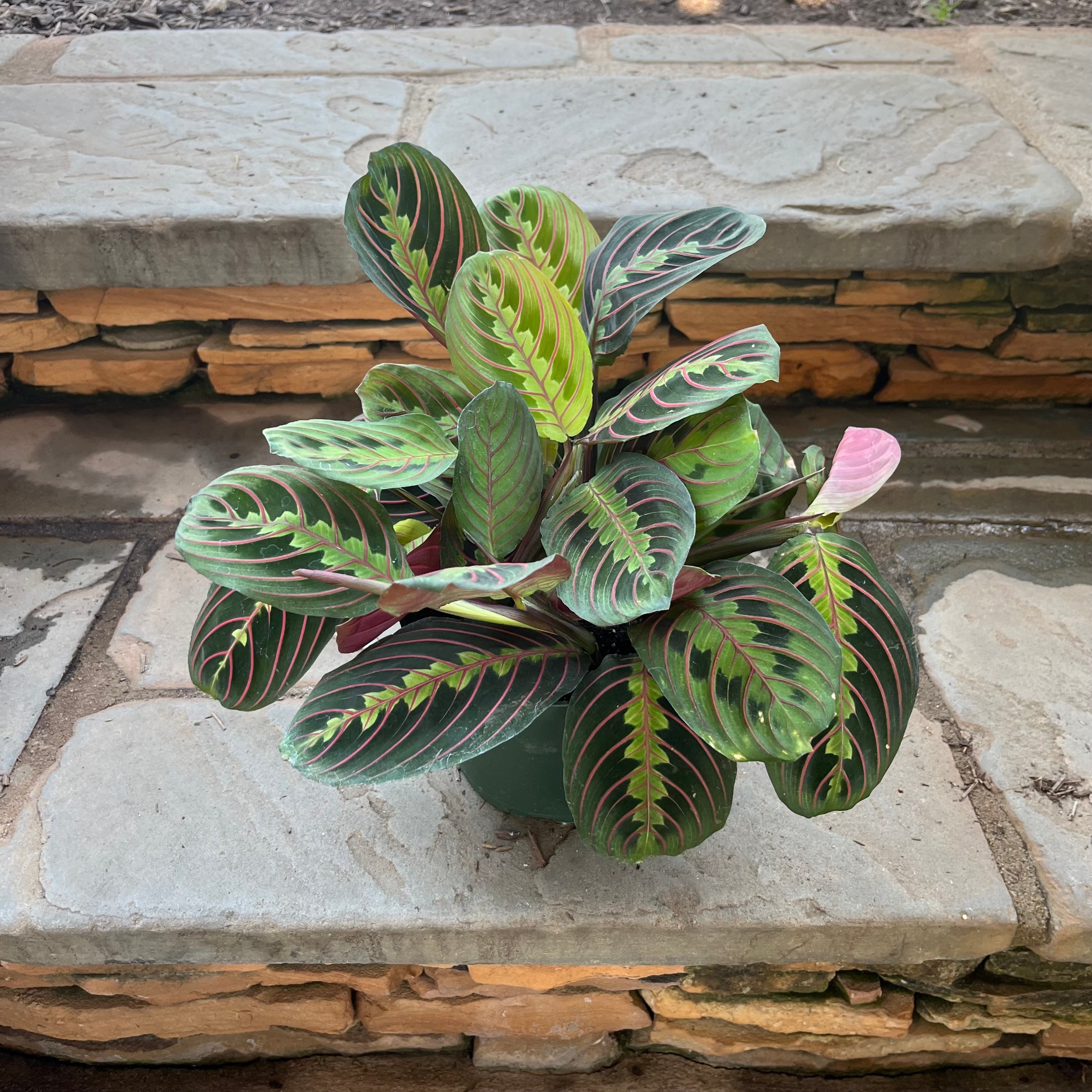 red veined prayer plant Red Prayer Plant (Maranta) – Lichtenfelt's