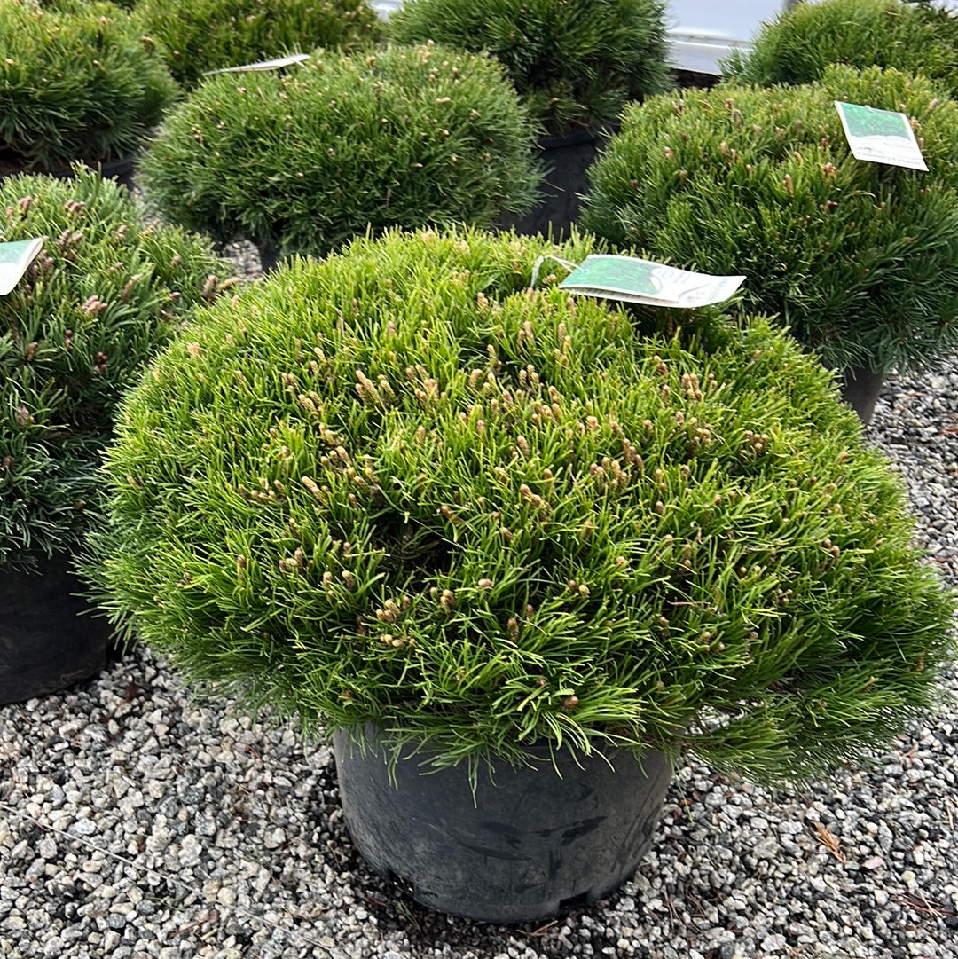 Mugo Pine