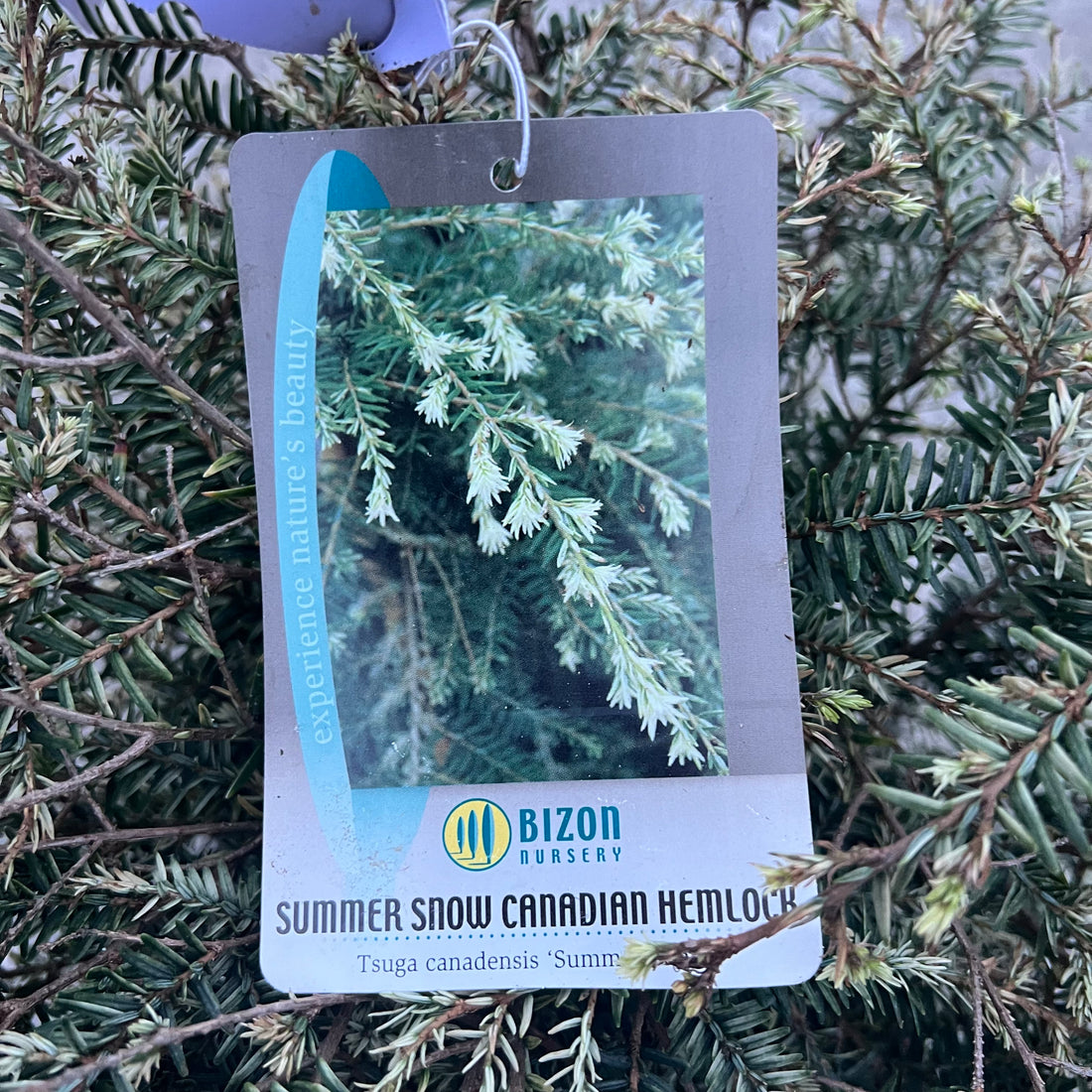 Summer Snow Hemlock 3 Gal