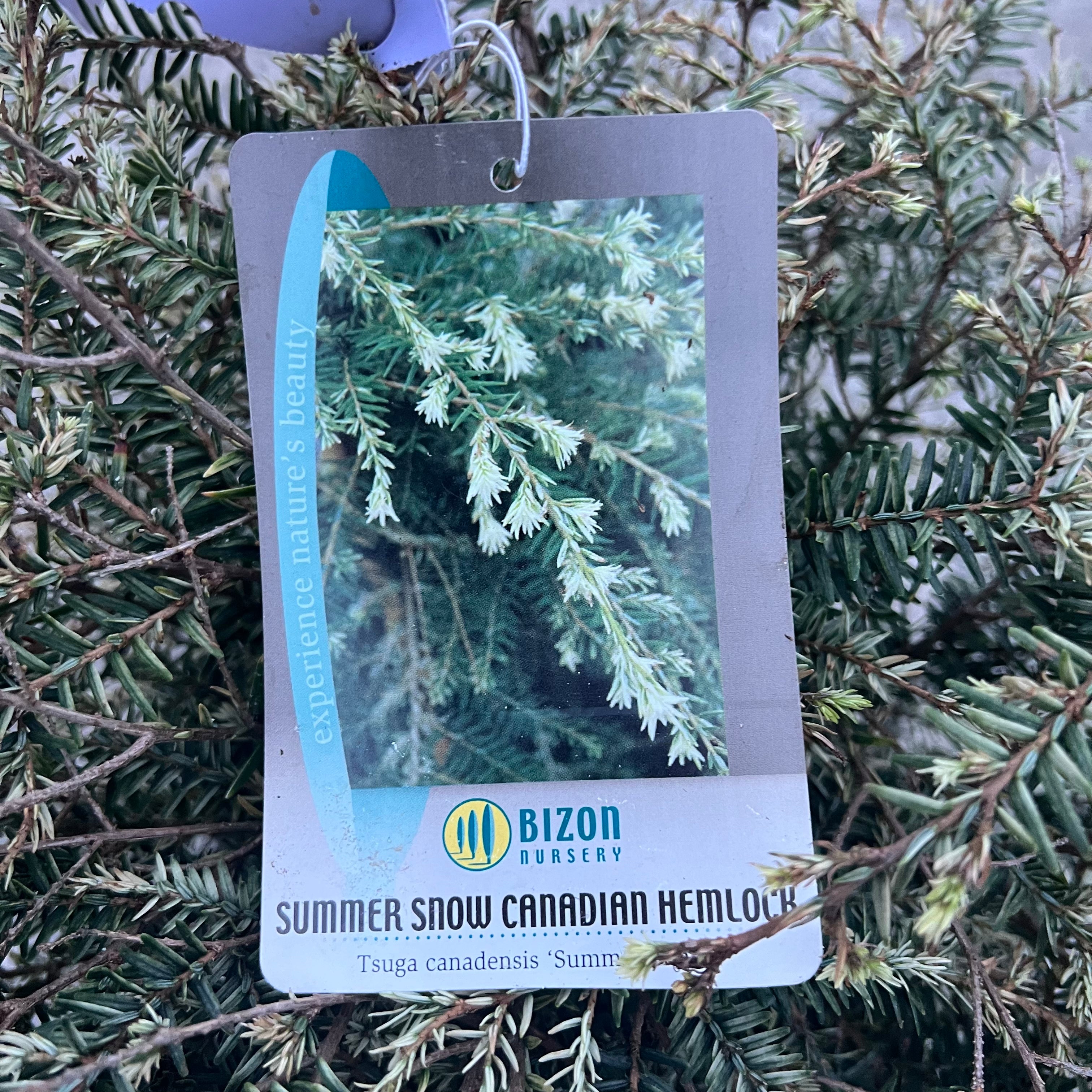 Summer Snow Hemlock 3 Gal