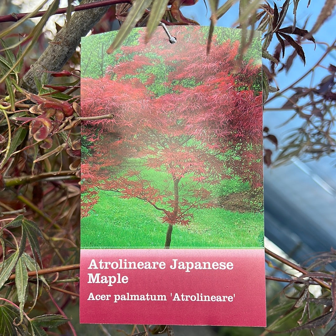 Ribbonleaf Japanese Maple 15 Gal