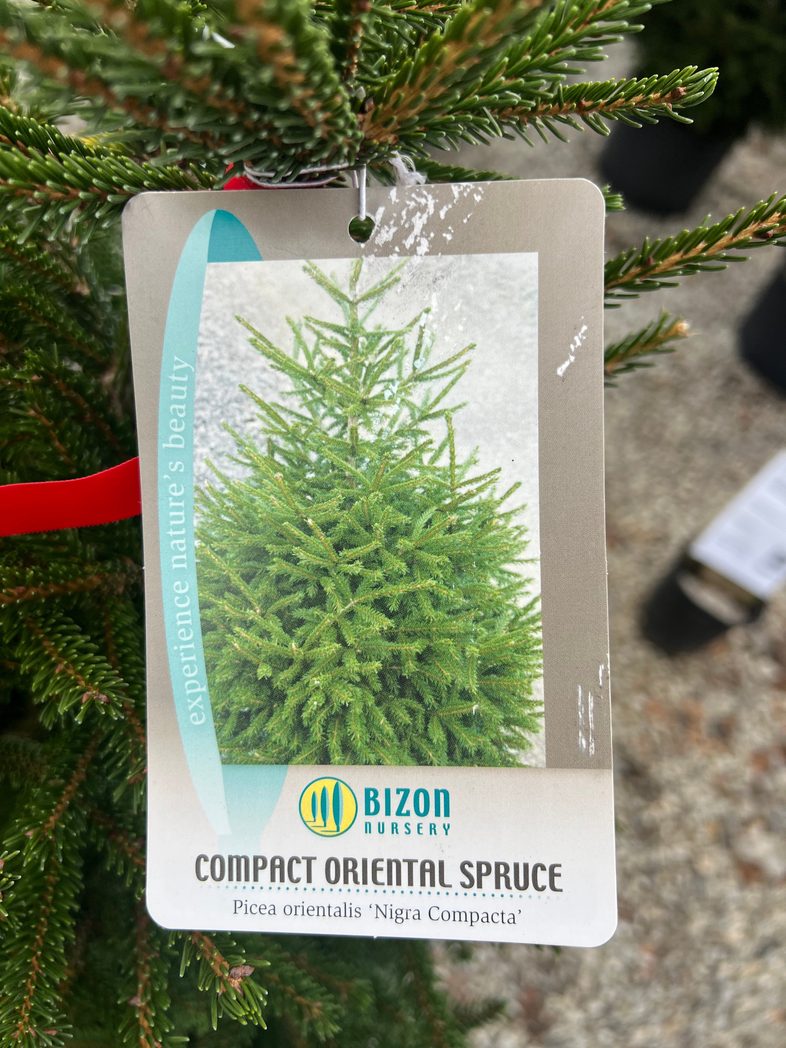 Compact Oriental Spruce