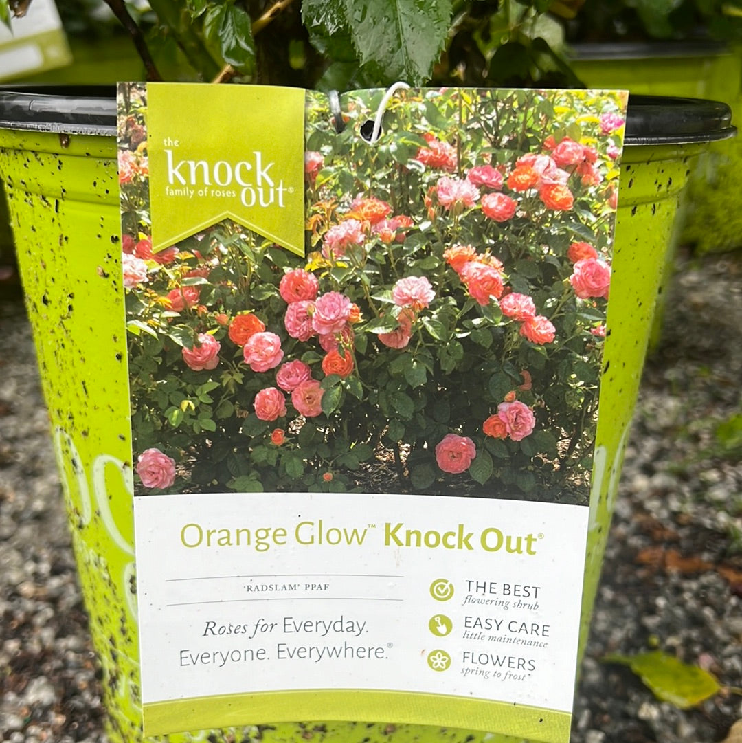 Orange Glow Knockout Rose