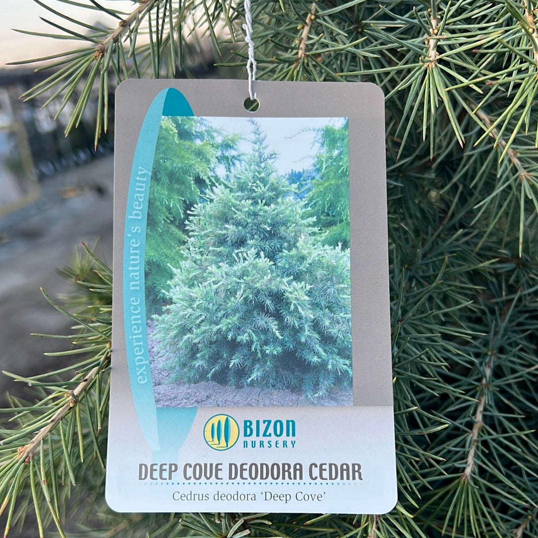 Deep Cove Deodar Cedar