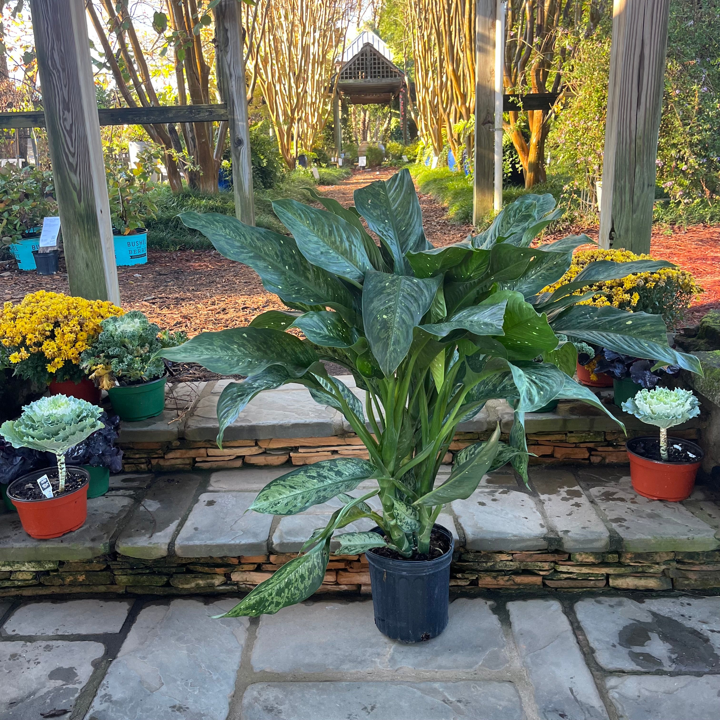 dieffenbachia memoria corsii toxic Dieffenbachia Memoria Corsii – Lichtenfelt's
