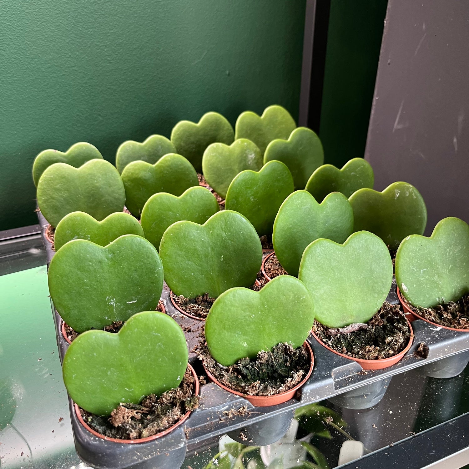 Hoya Kerri
