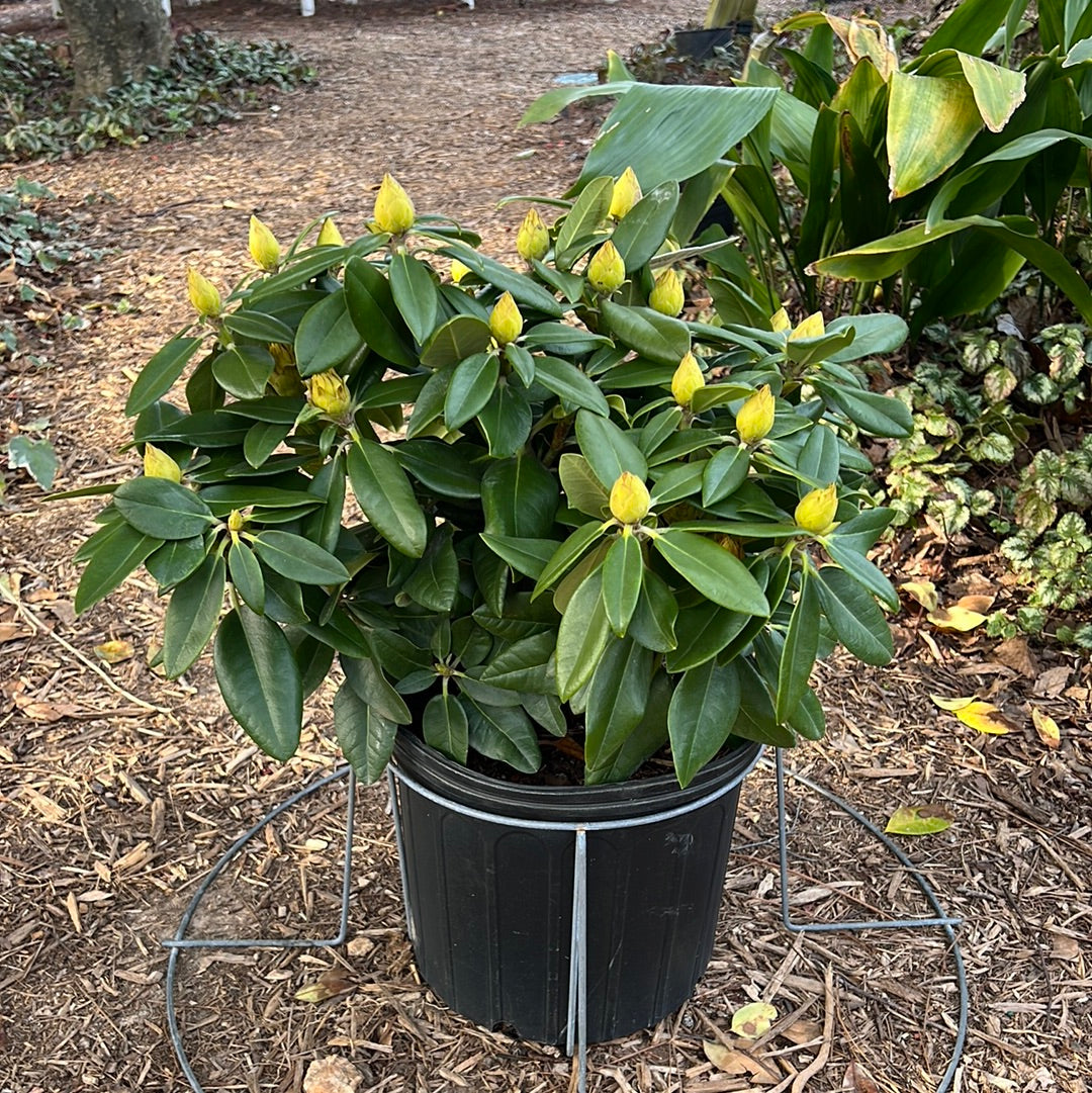 Capistrano Rhododendron 3 Gal