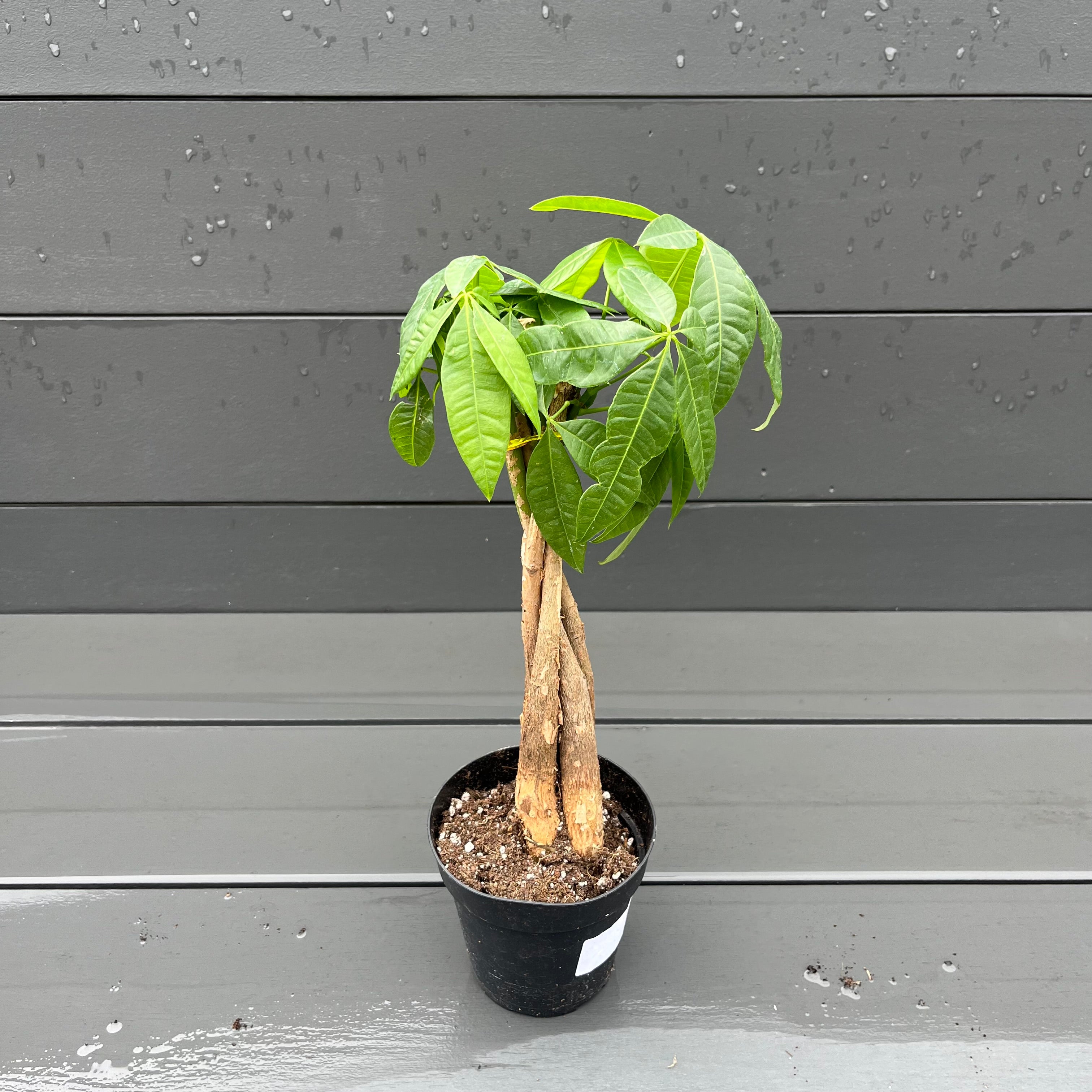 money tree growing conditions Money Tree – Lichtenfelt's
