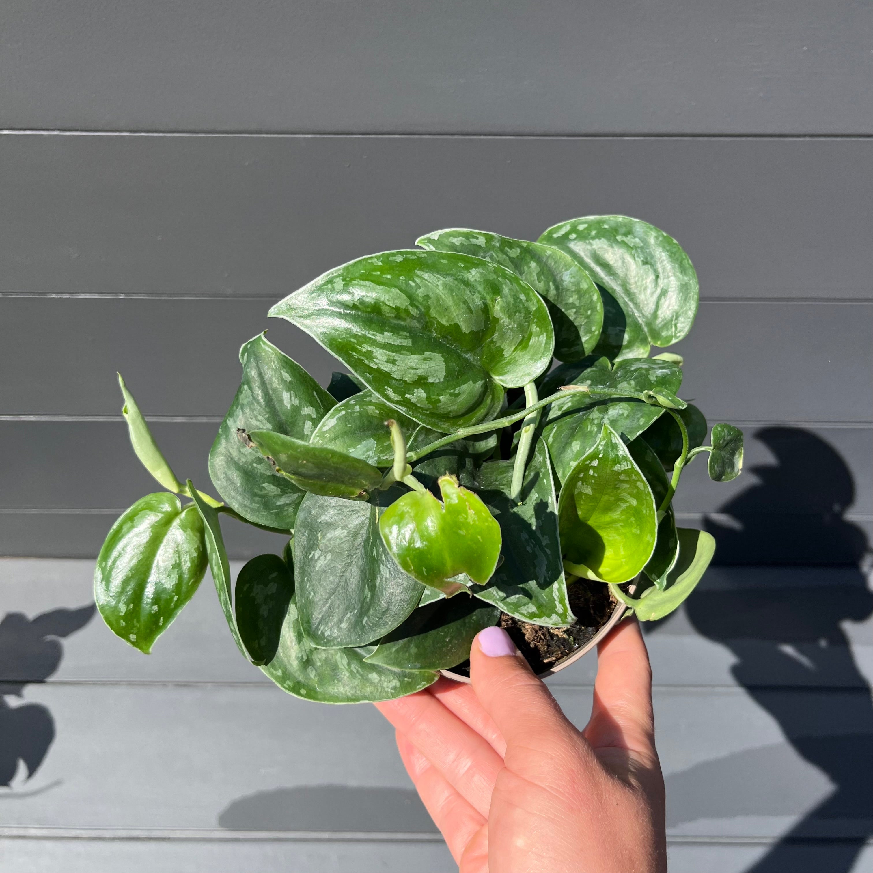 Silver Platinum Scindapsus
