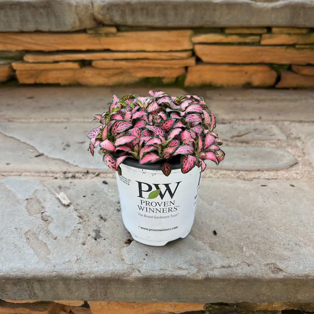 Top Stories Fittonia