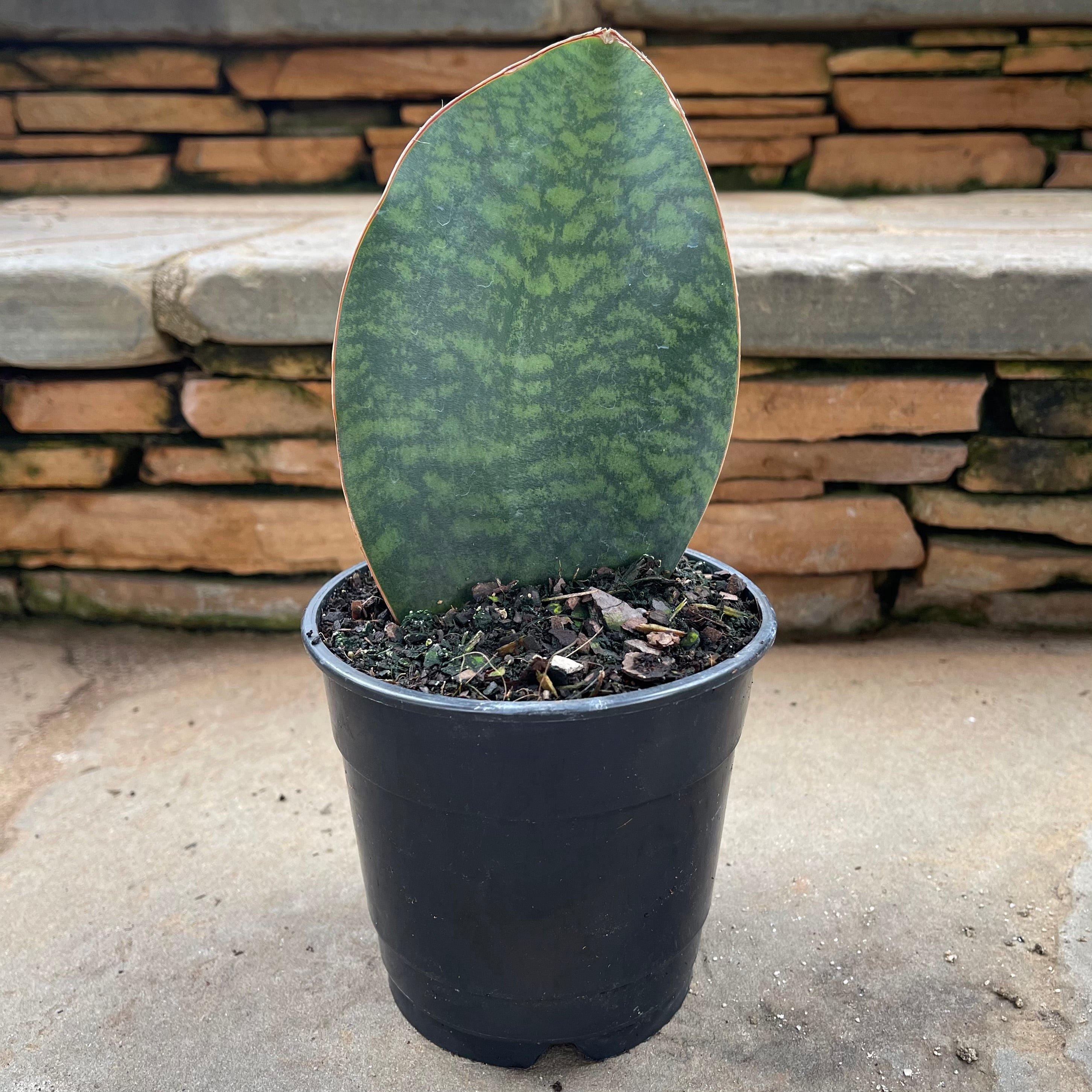shark fin snake plant care Shark Fin Sansevieria – Lichtenfelt's