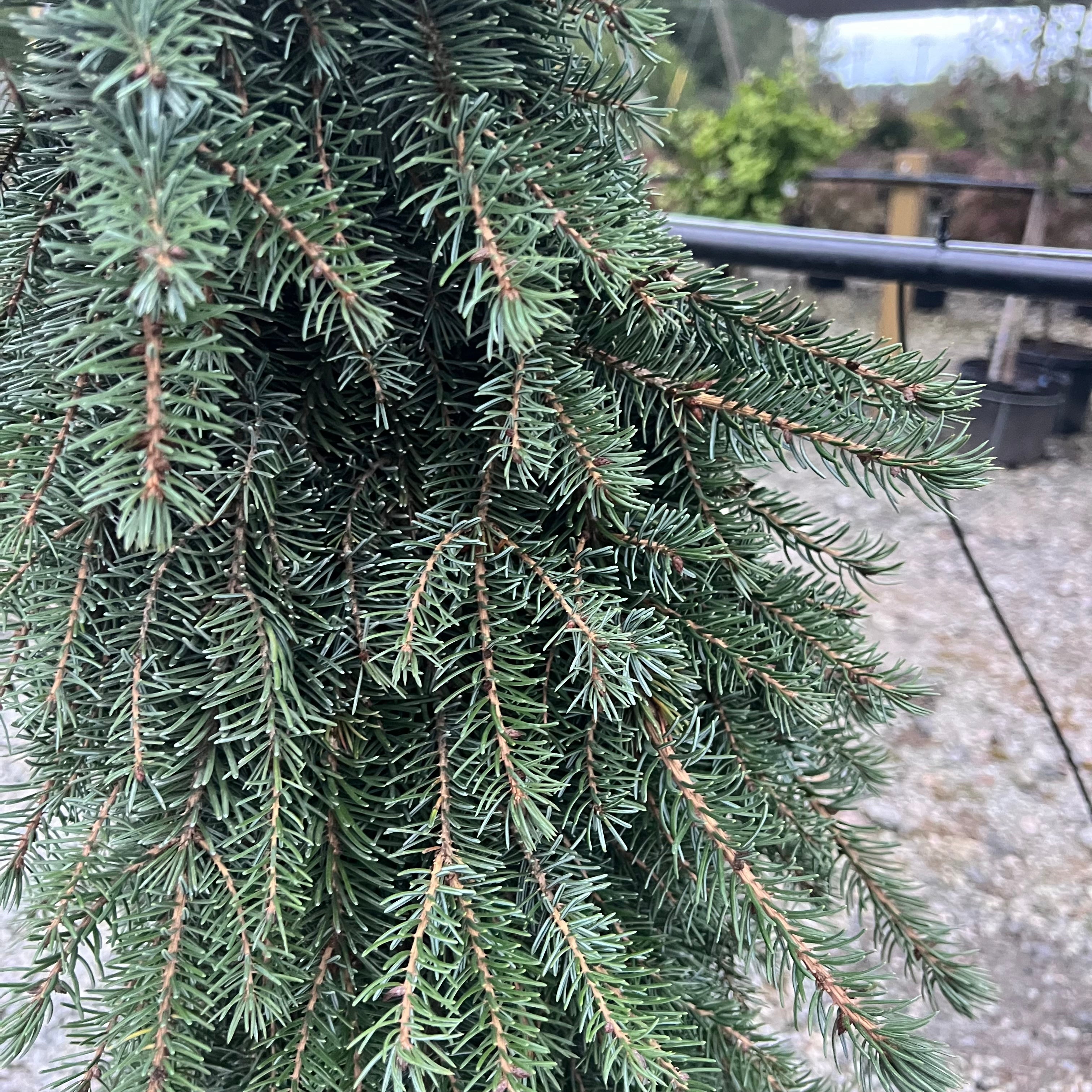 Weeping Serbian Spruce