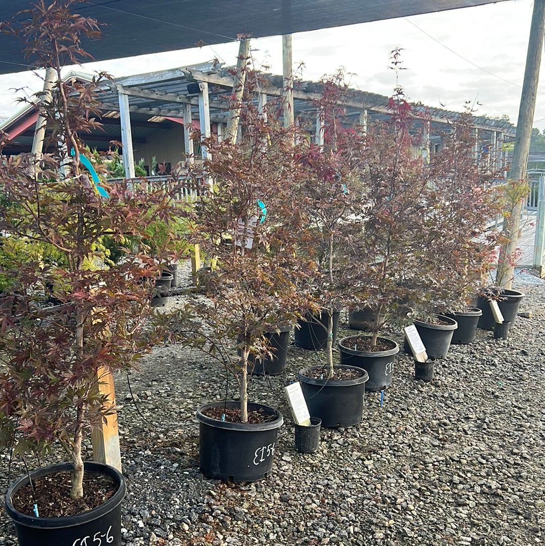 Emperor I Japanese Maple