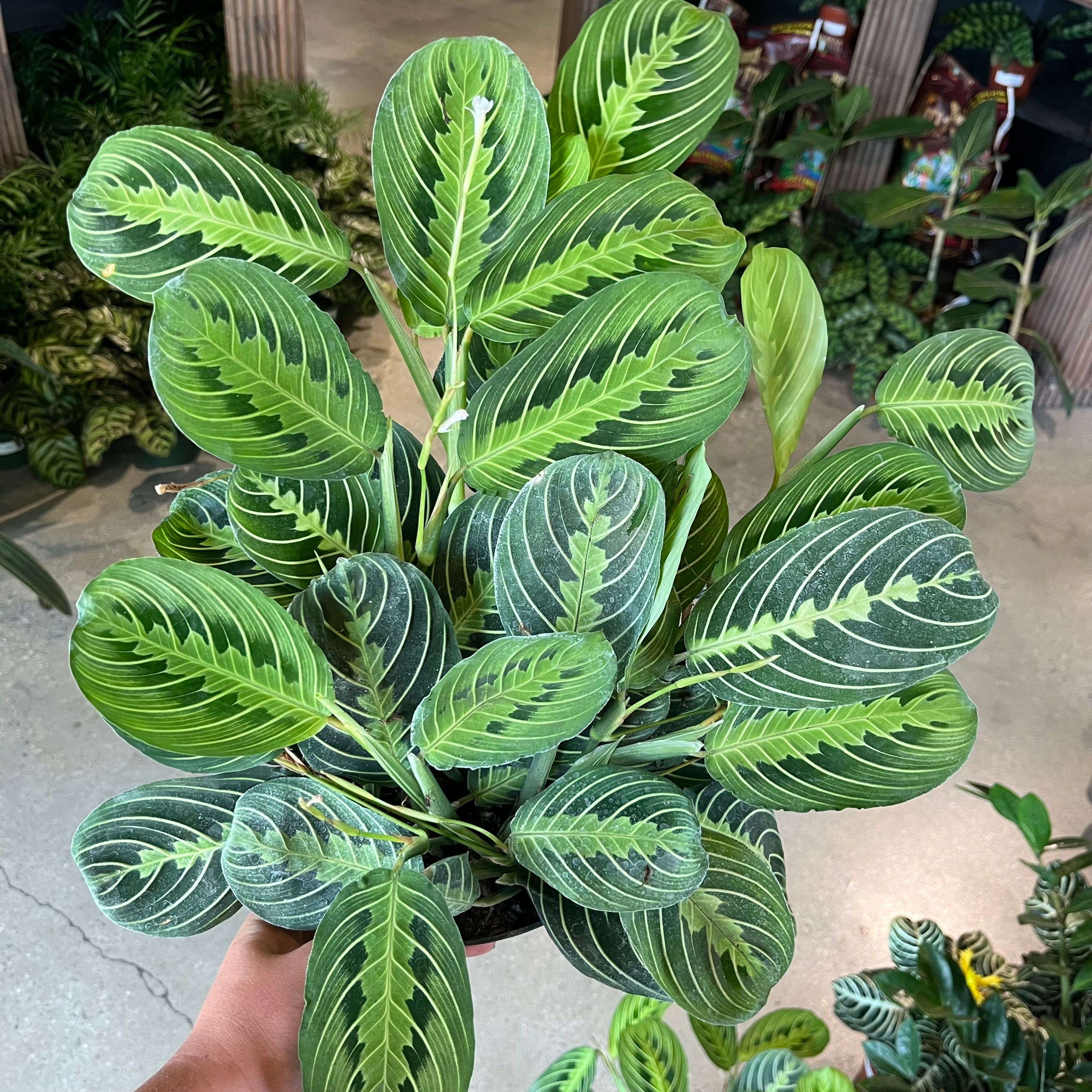 maranta prayer plant lemon lime Lemon Prayer Plant (Maranta) – Lichtenfelt's