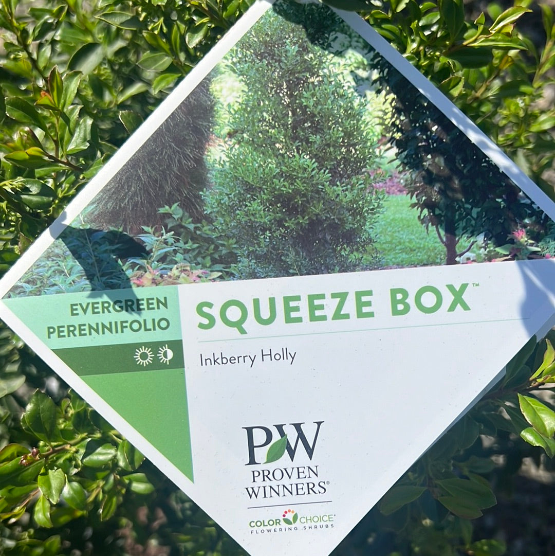 Squeeze Box Inkberry Holly