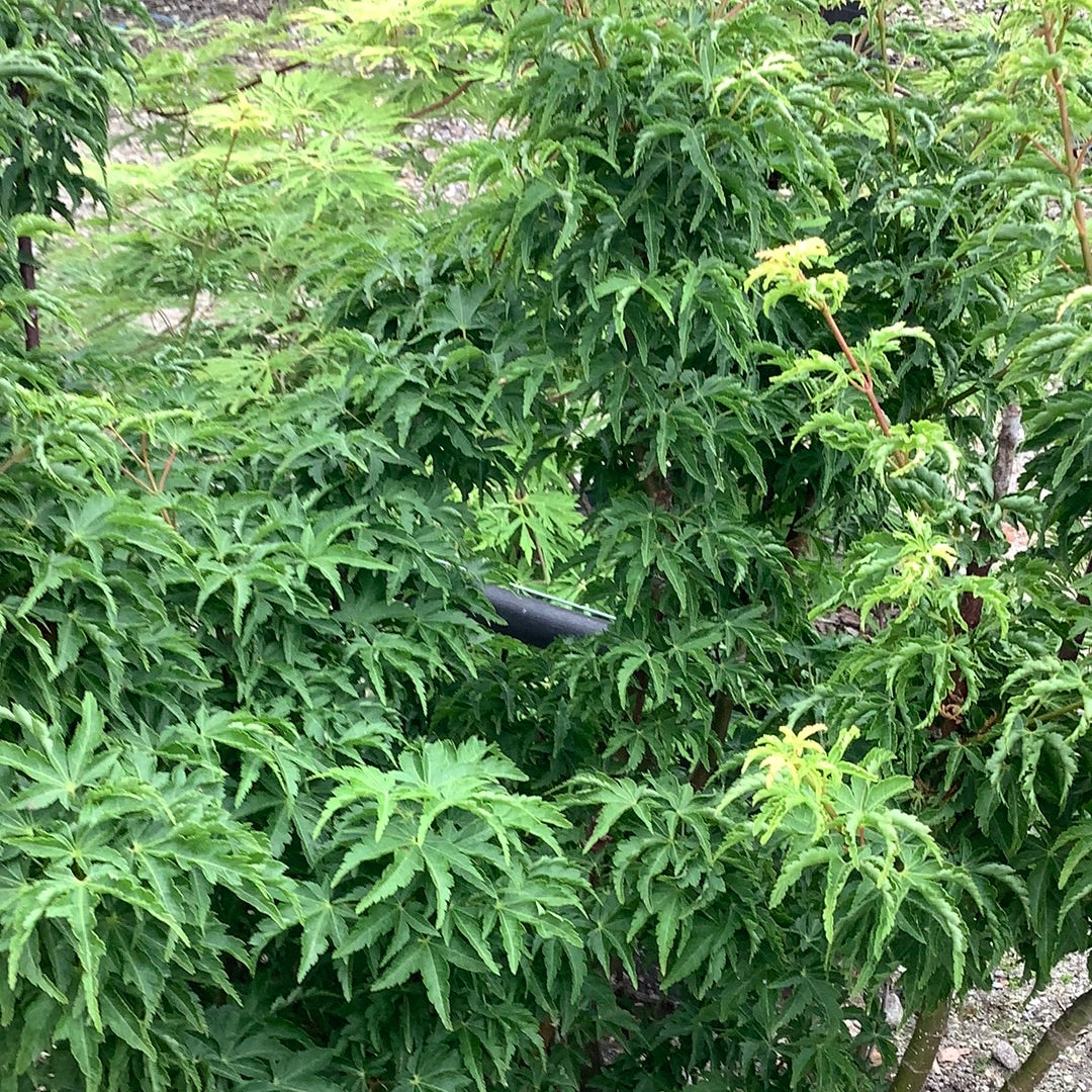 Shishigashira Japanese Maple